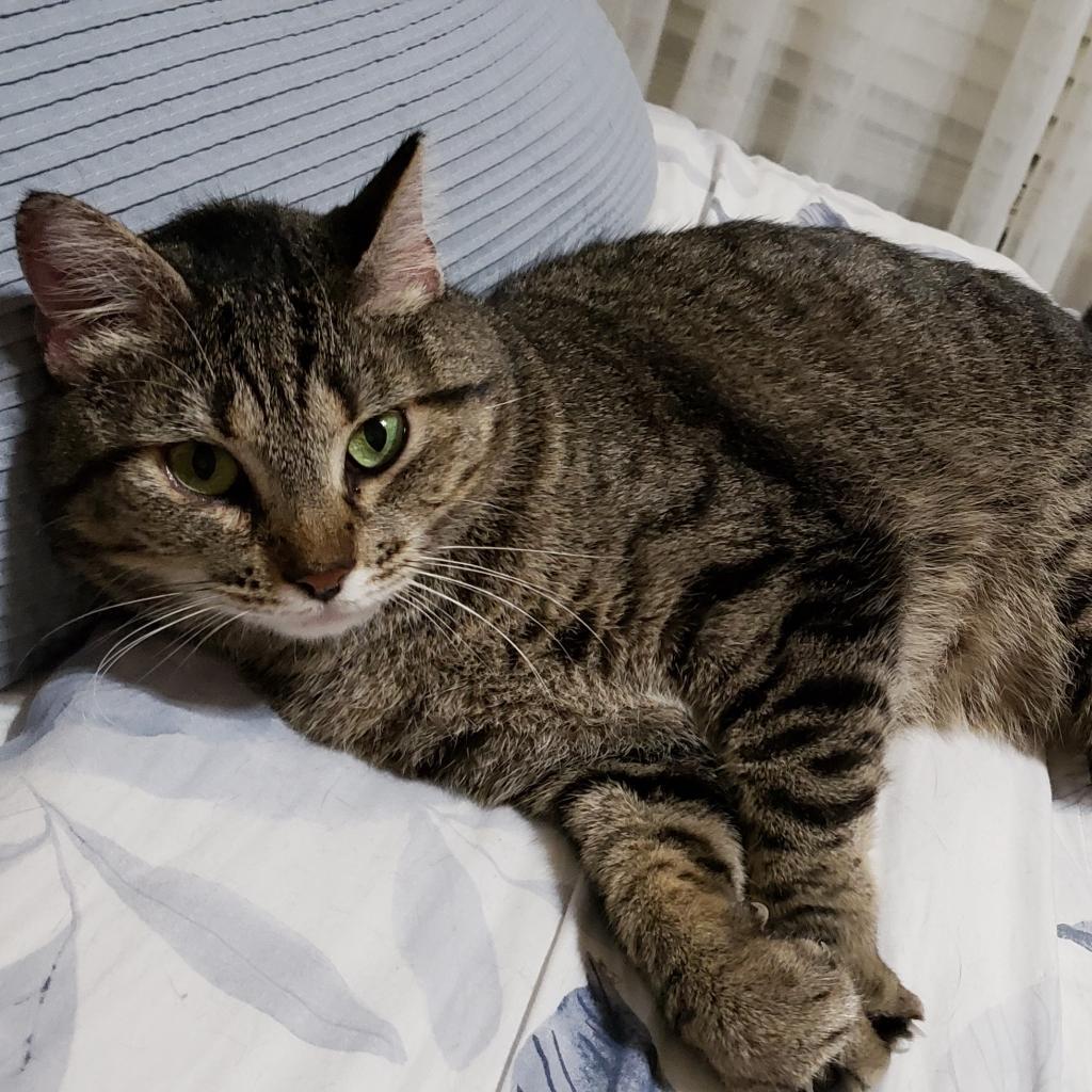 Enlarge Imogen, a Adoptable mixed breed in Bulverde, TX image 3/6