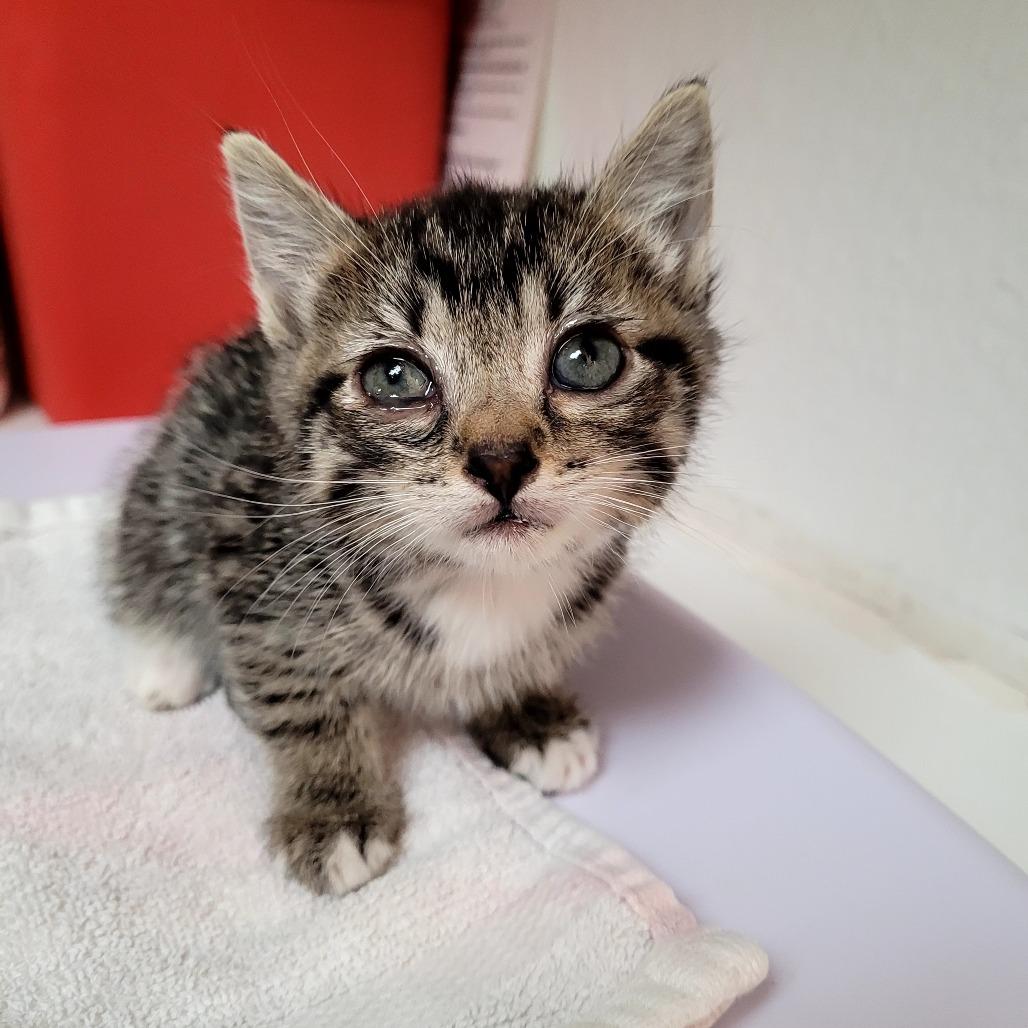 Brees, a Adoptable Domestic Short Hair in Allyn, WA image 1/4
