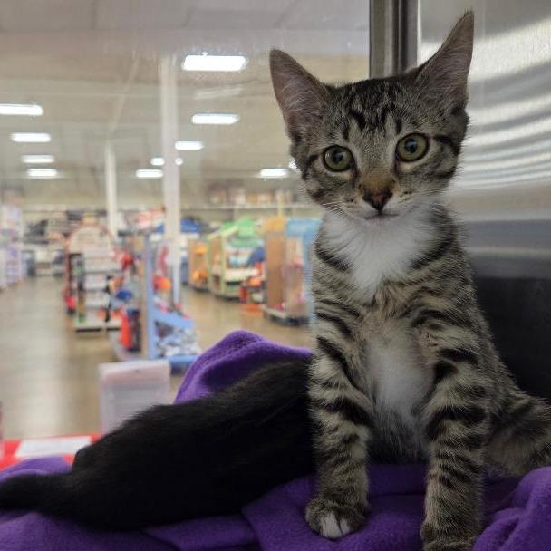Brees, a Adoptable Domestic Short Hair in Allyn, WA image 3/4
