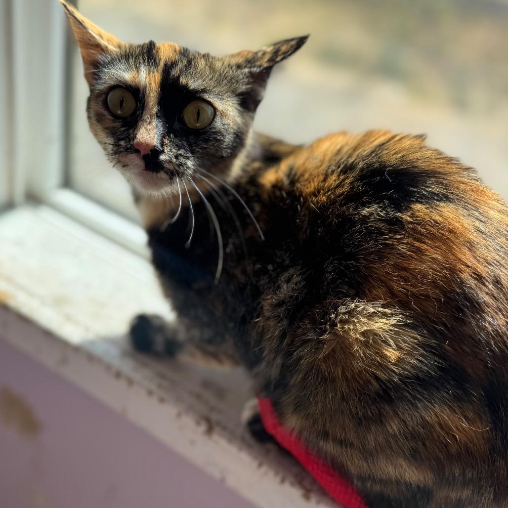 Enlarge Guadalupe, a Adoptable Domestic Short Hair in San Pablo, CA image 2/2
