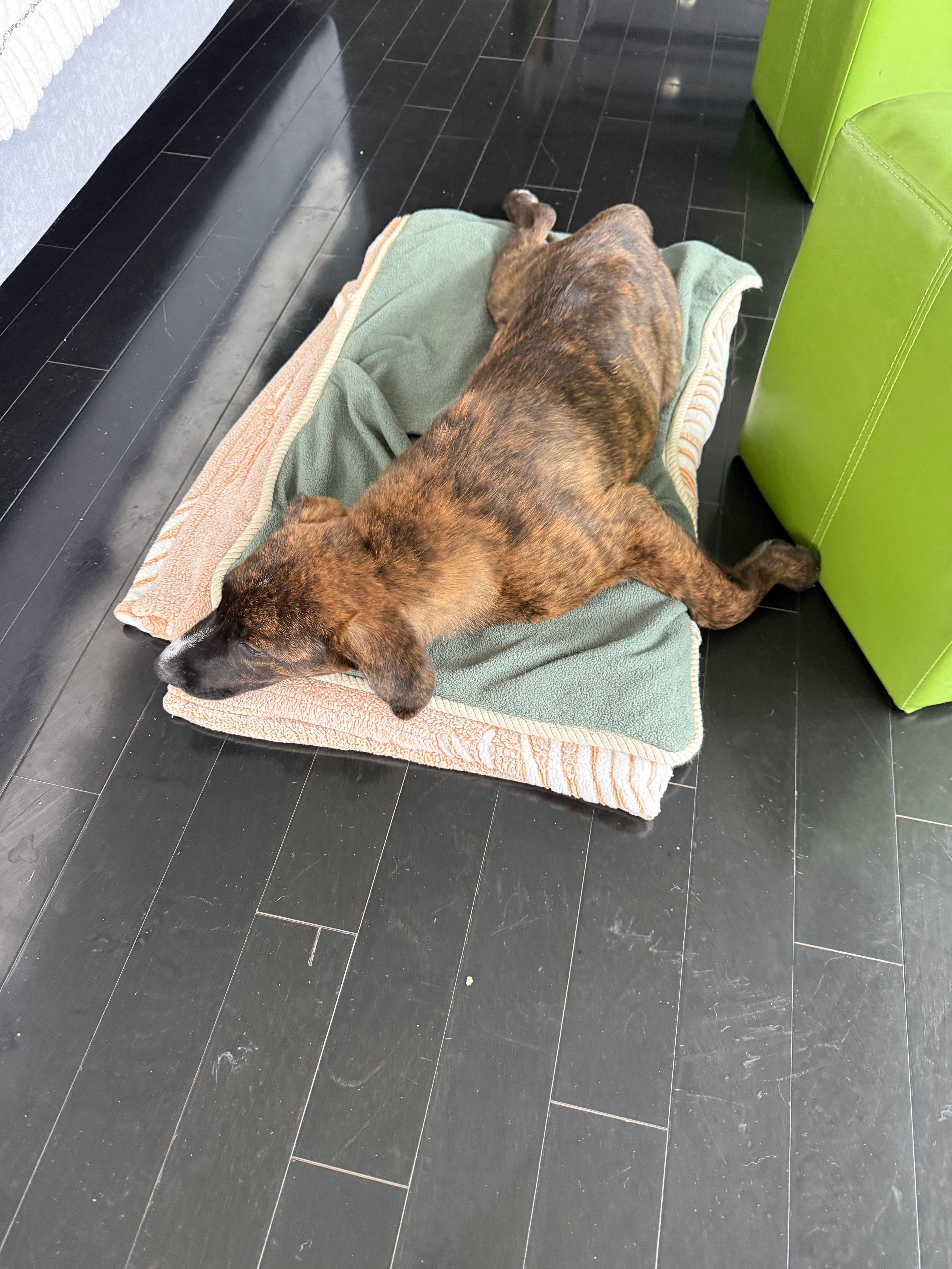 Enlarge Clover, a Adoptable mixed breed in Toronto, ON image 2/5