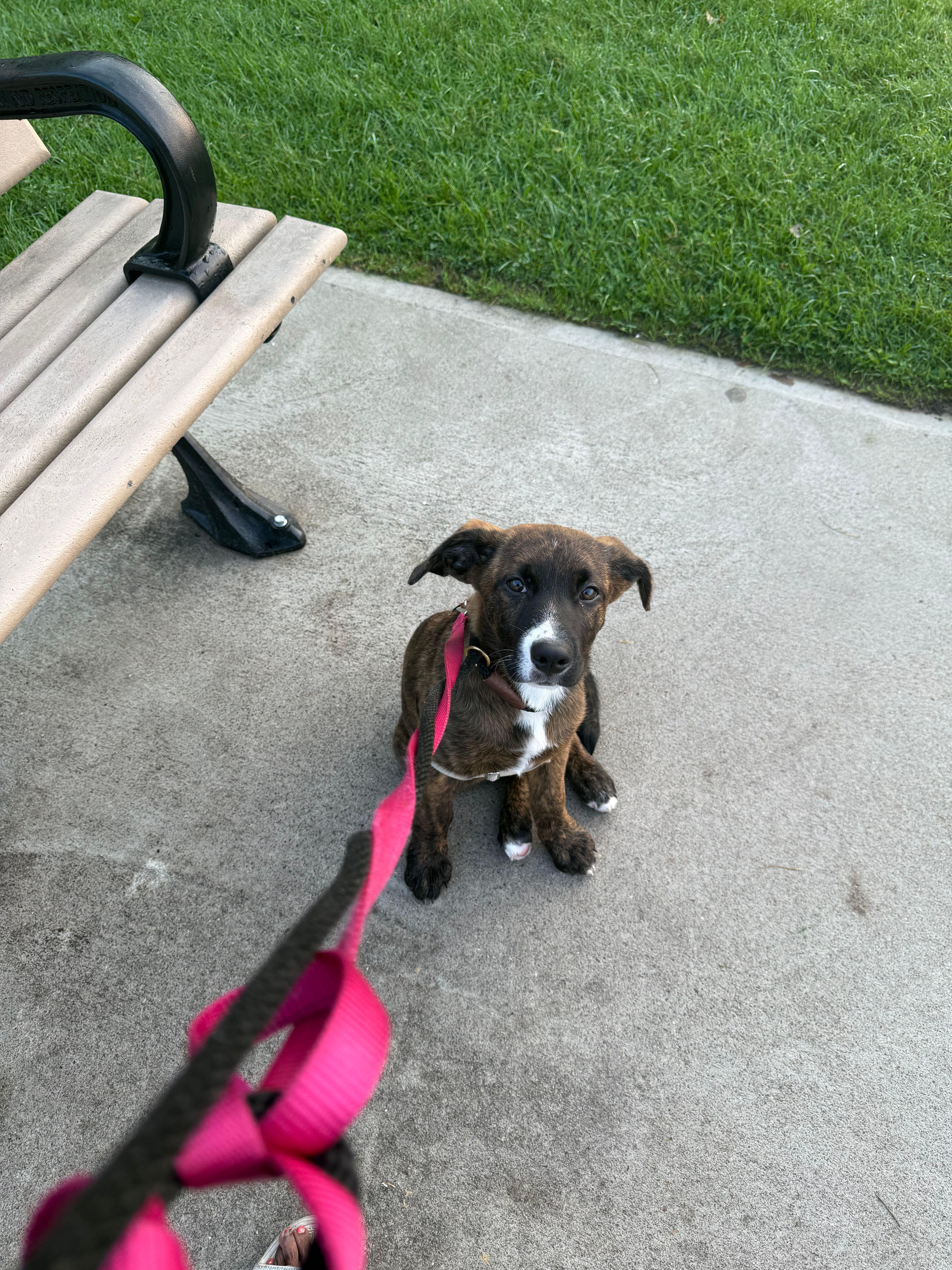 Enlarge Clover, a Adoptable mixed breed in Toronto, ON image 4/5