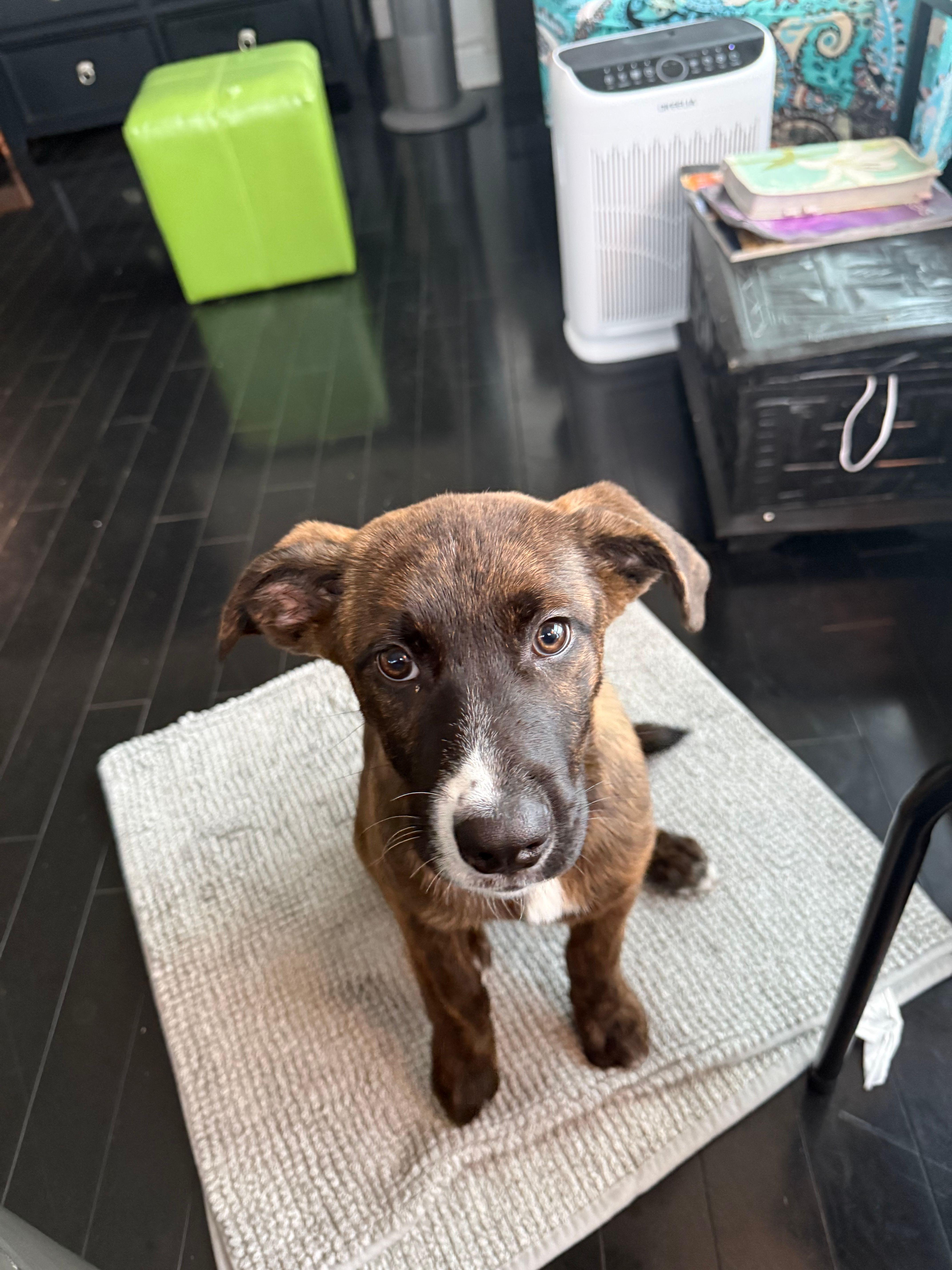 Enlarge Clover, a Adoptable mixed breed in Toronto, ON image 3/5