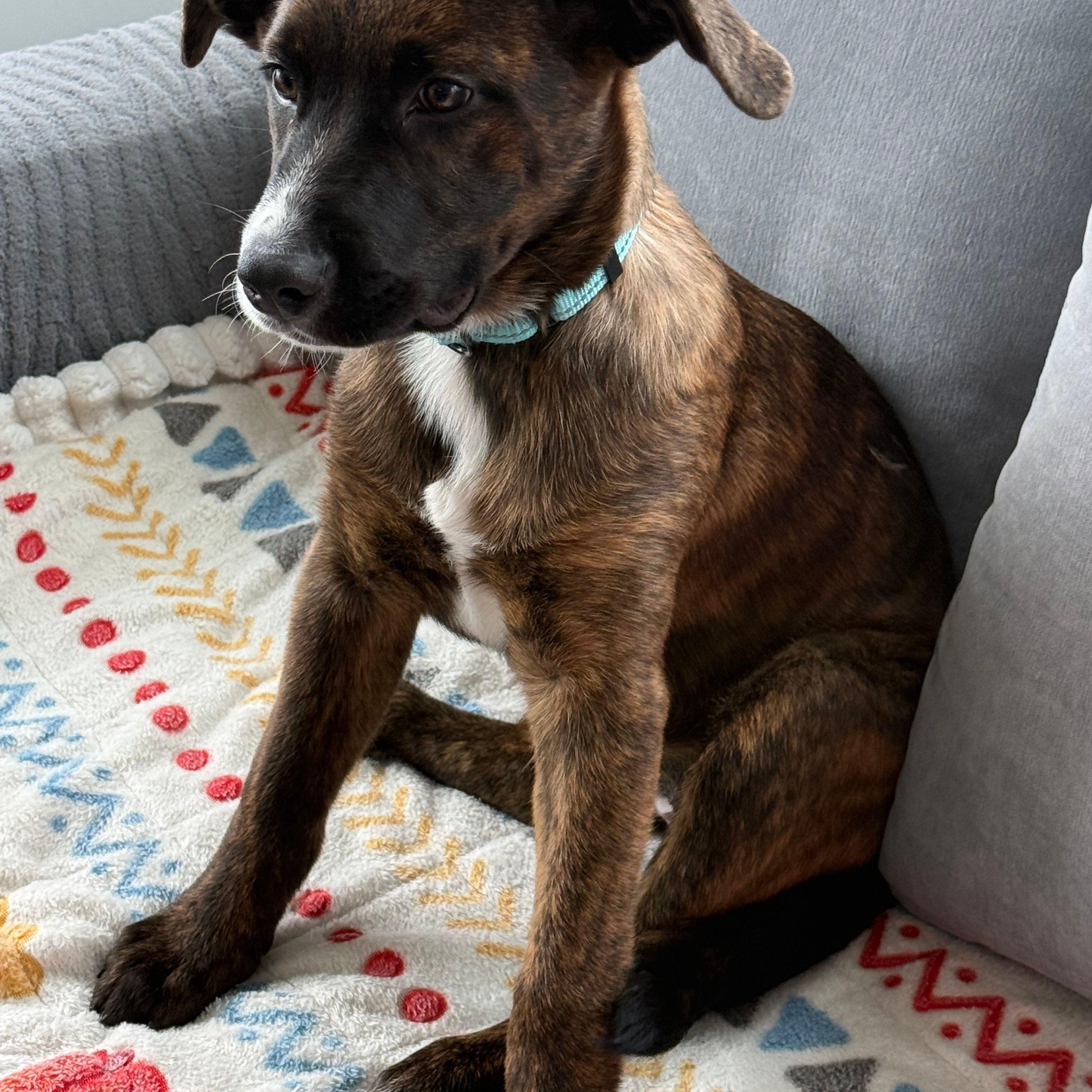 Enlarge Clover, a Adoptable mixed breed in Toronto, ON image 1/5