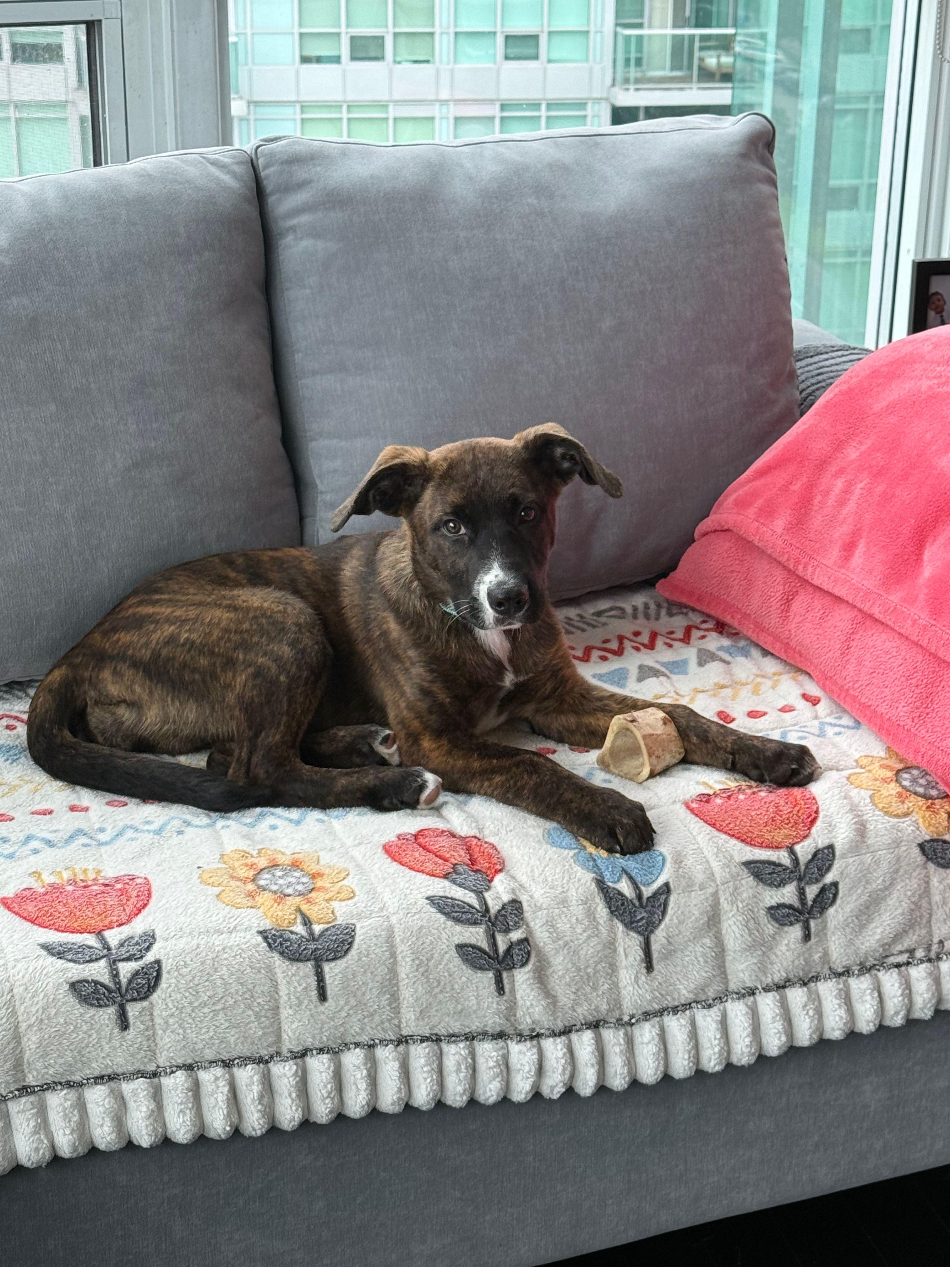 Enlarge Clover, a Adoptable mixed breed in Toronto, ON image 5/5