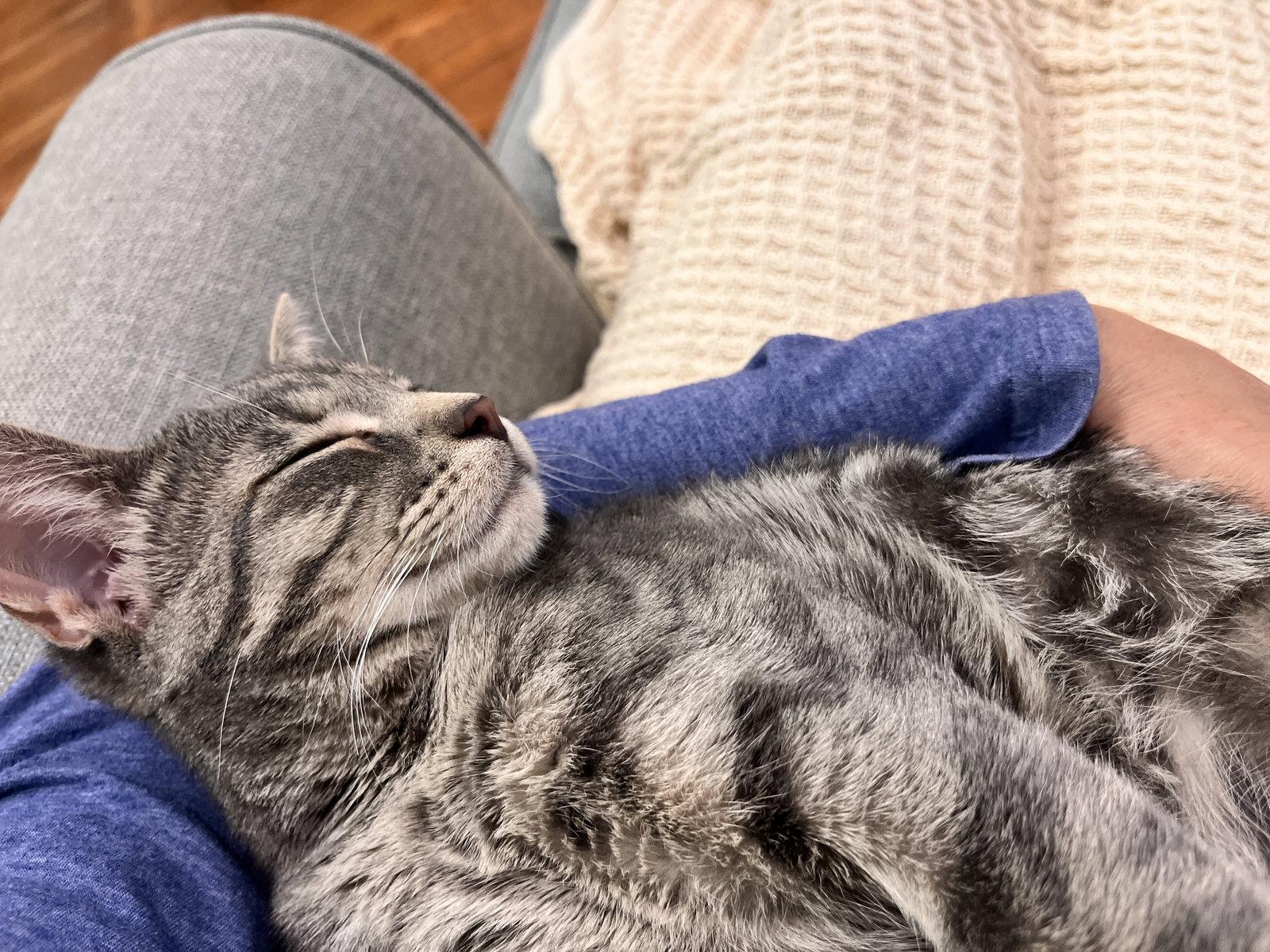 FRENCHY (bonded with Sandy), Adoptable, Young Female Domestic Short Hair & Tabby.