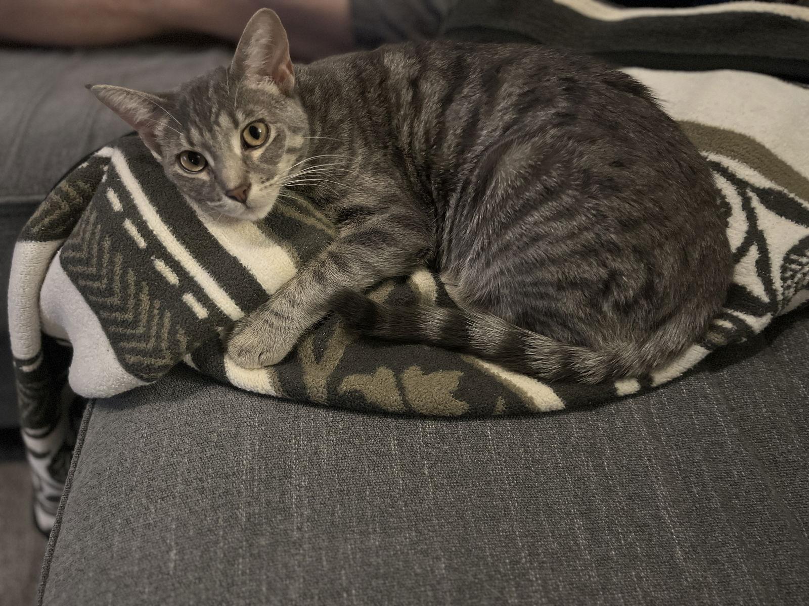 FRENCHY, Adoptable, Young Female Domestic Short Hair & Tabby.