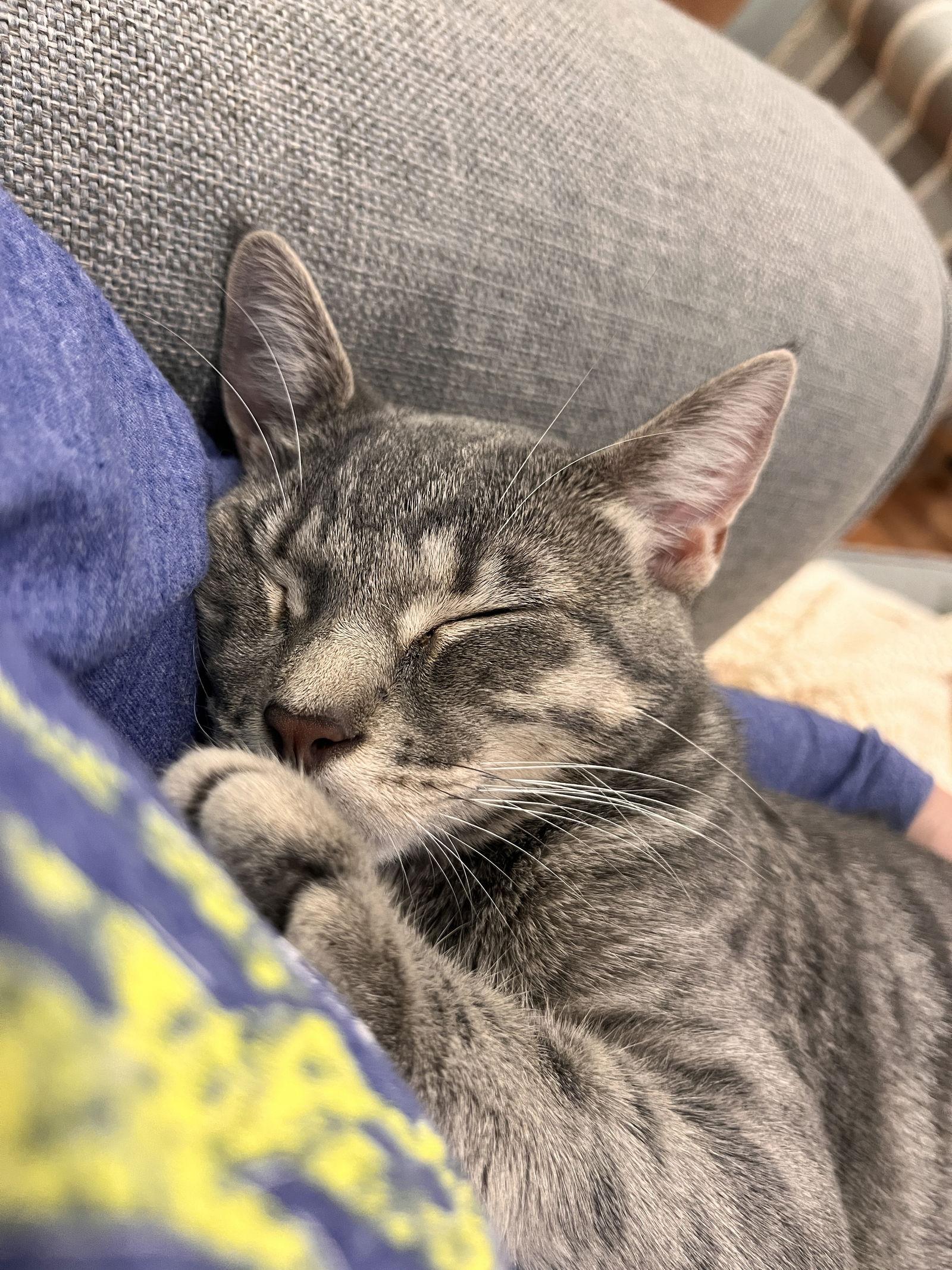 Enlarge FRENCHY (bonded with Sandy), a Adoptable mixed breed in Elgin, IL image 2/3