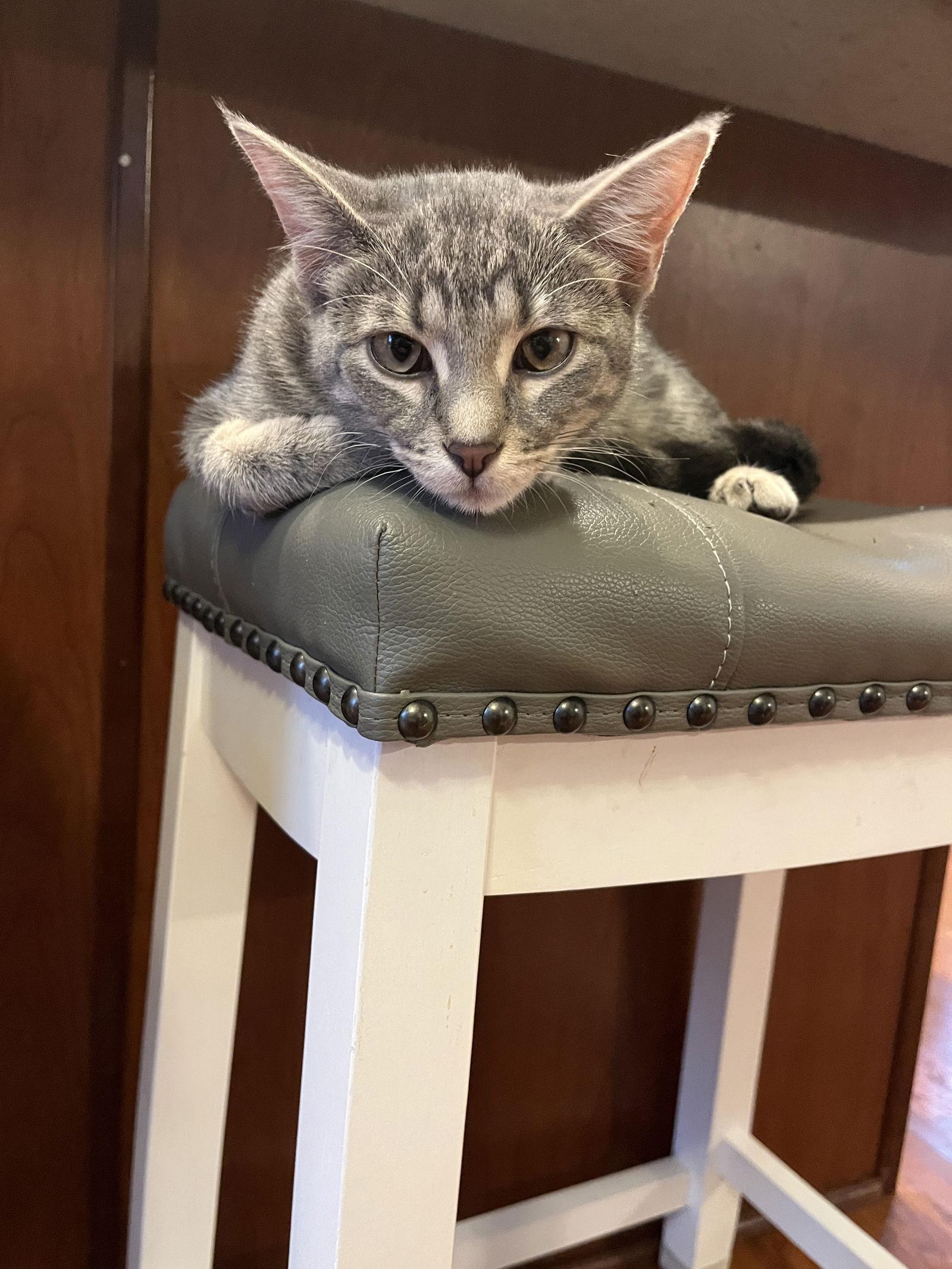 Enlarge FRENCHY (bonded with Sandy), a Adoptable mixed breed in Elgin, IL image 3/3