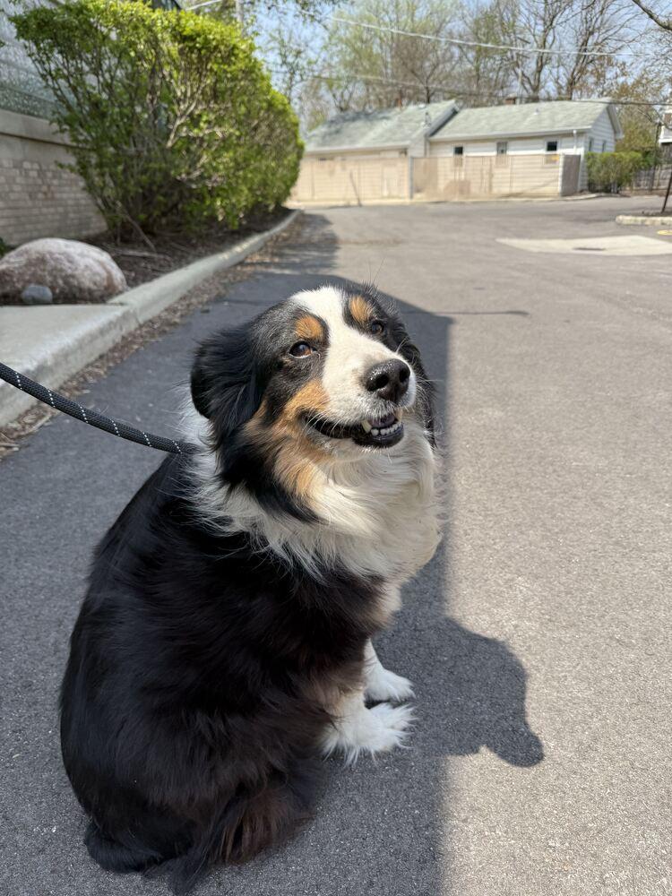 Kenai, a Adopted Australian Shepherd in Naperville, IL image 2/6