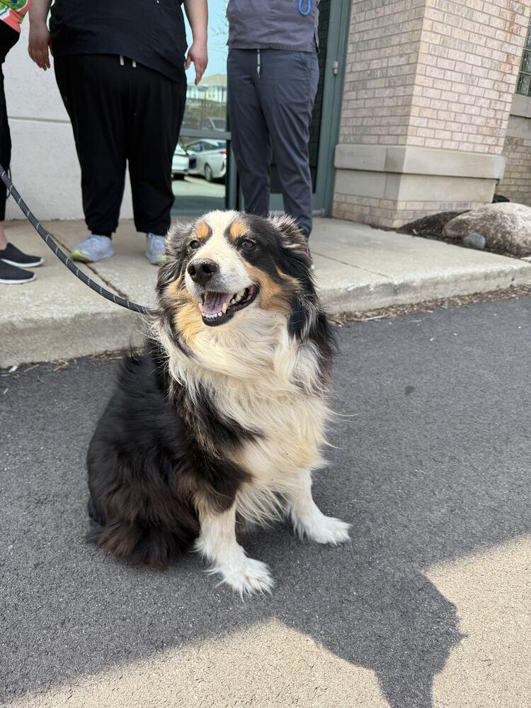 Kenai, a Adopted Australian Shepherd in Naperville, IL image 3/6