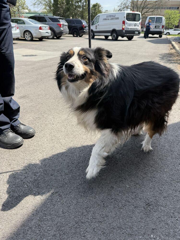 Kenai, a Adopted Australian Shepherd in Naperville, IL image 4/6