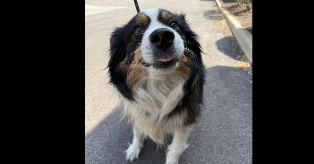 Kenai, a Adopted Australian Shepherd in Naperville, IL image 5/6