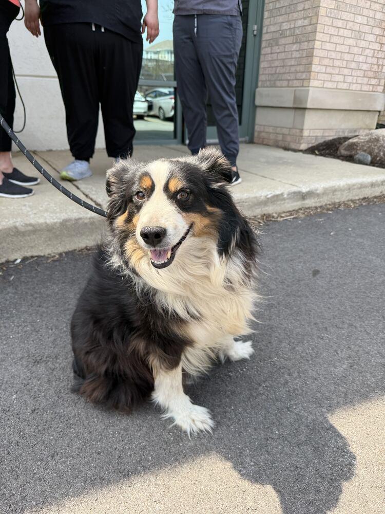 Kenai, a Adopted Australian Shepherd in Naperville, IL image 6/6