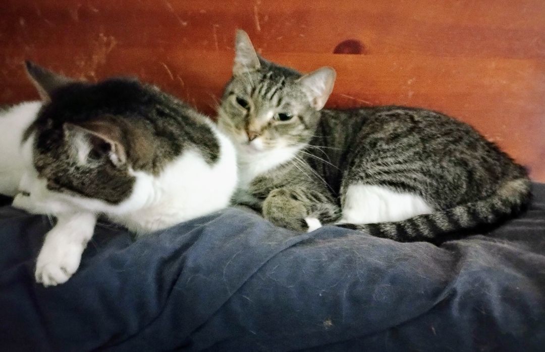 Mattie May, Adoptable, Adult Female Domestic Short Hair.