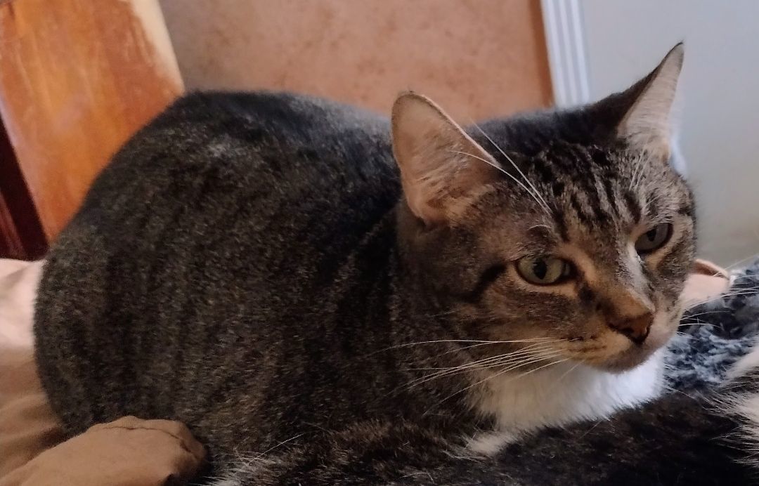 Mattie May, a Adoptable mixed breed in Memphis, TN image 2/11