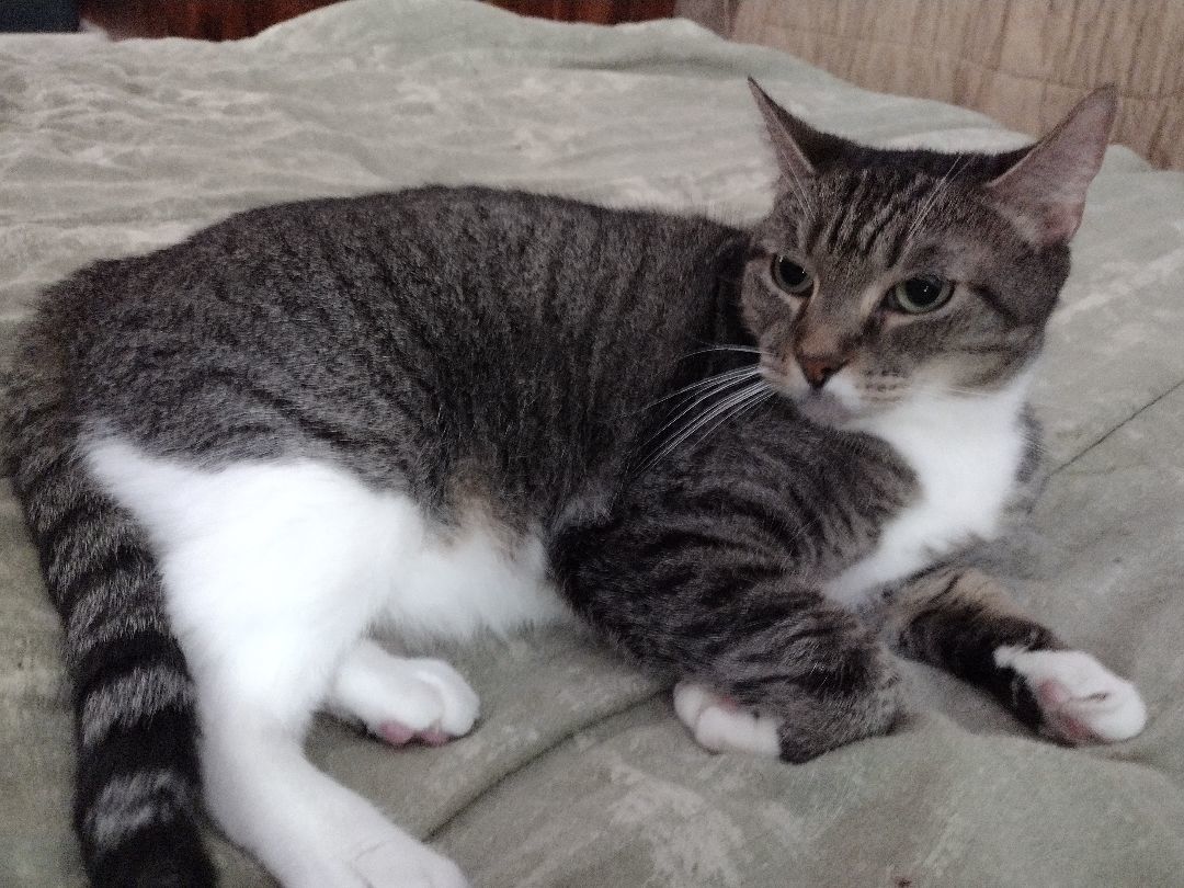 Mattie May, a Adoptable mixed breed in Memphis, TN image 3/11