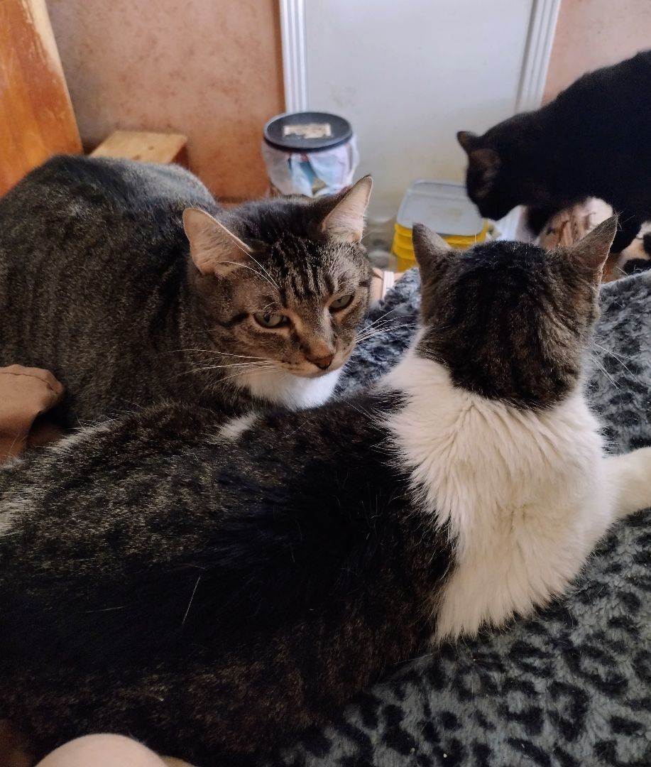 Mattie May, a Adoptable mixed breed in Memphis, TN image 4/11