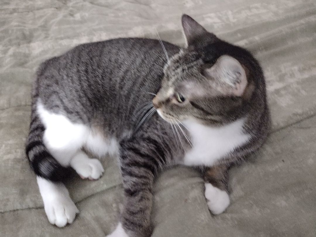 Mattie May, a Adoptable mixed breed in Memphis, TN image 5/11