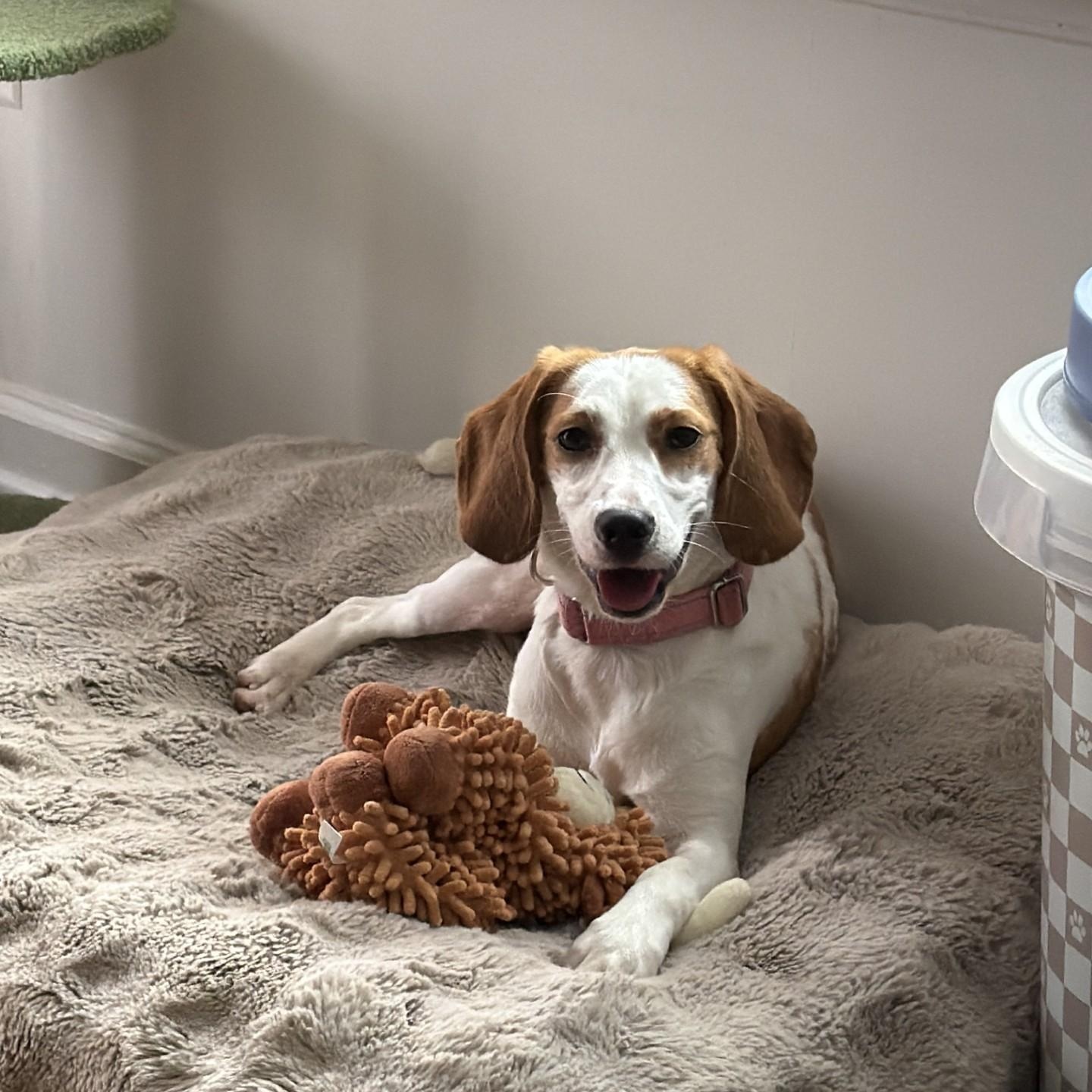 Enlarge Barb, an adopted Beagle in Stafford, VA image 4/5