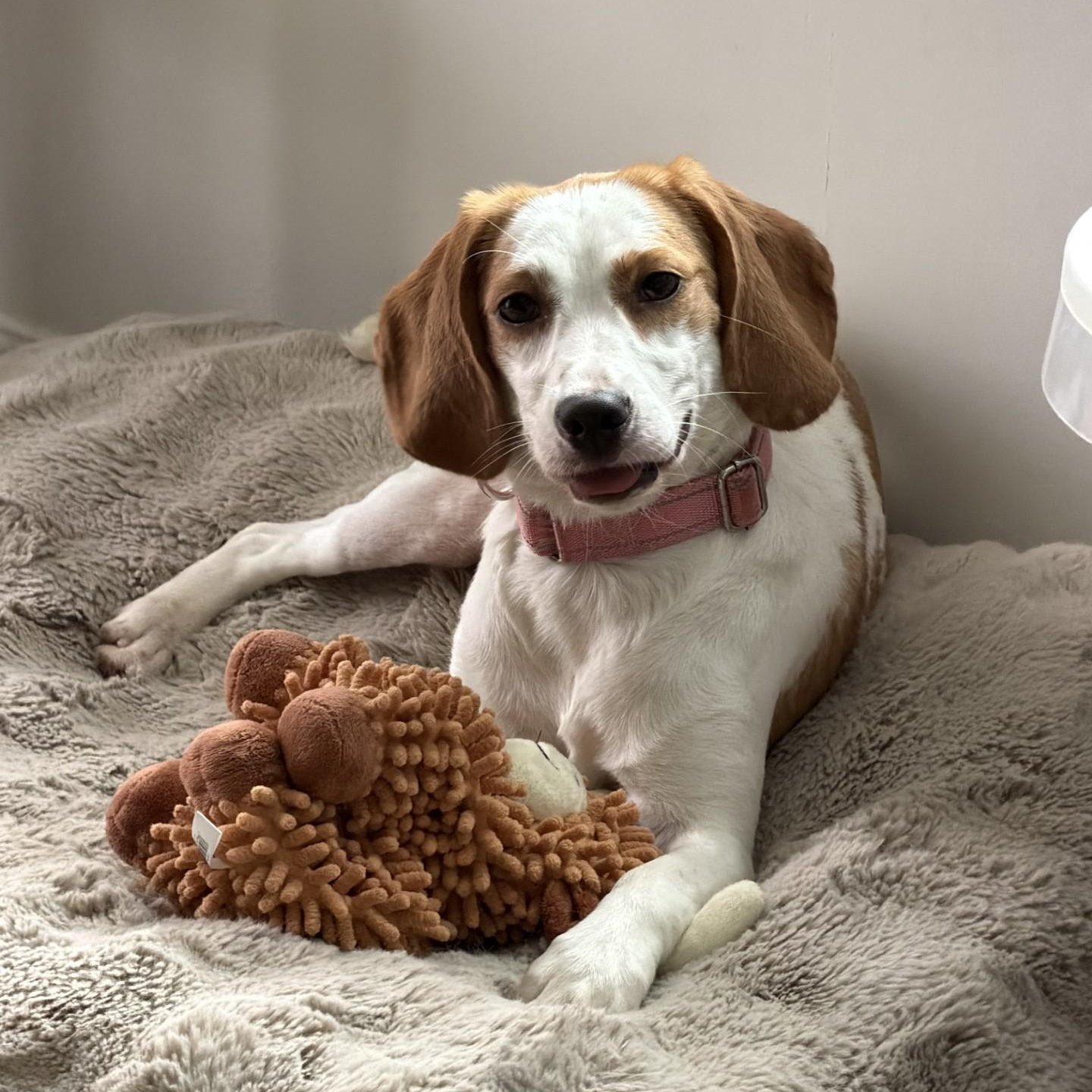 Enlarge Barb, an adopted Beagle in Stafford, VA image 3/5
