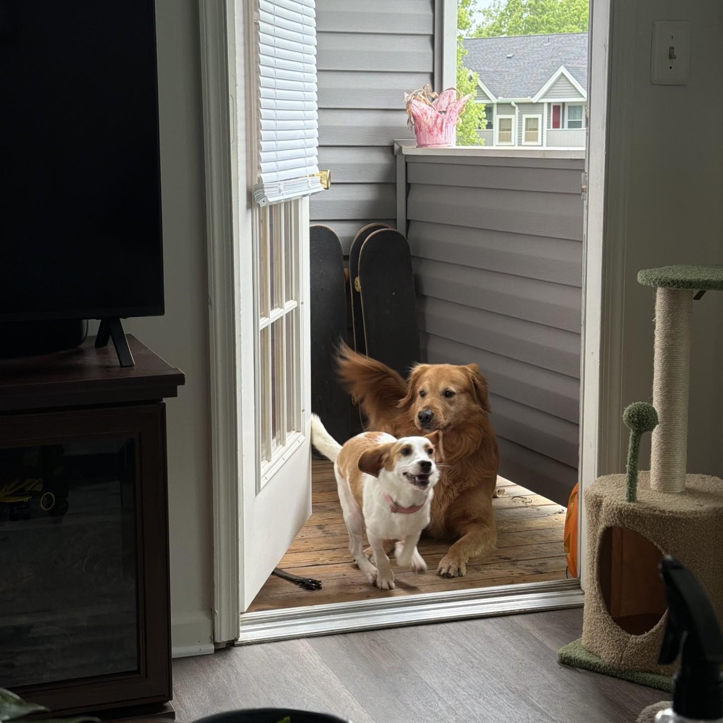 Barb, adopted, Adult Female Beagle.