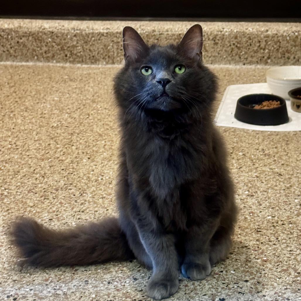 Daisy, Adoptable, Senior Female Domestic Long Hair.