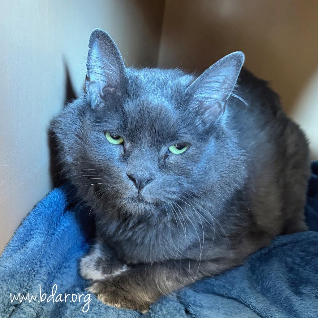 Daisy, a Adoptable Domestic Long Hair in Cheyenne, WY image 1/3