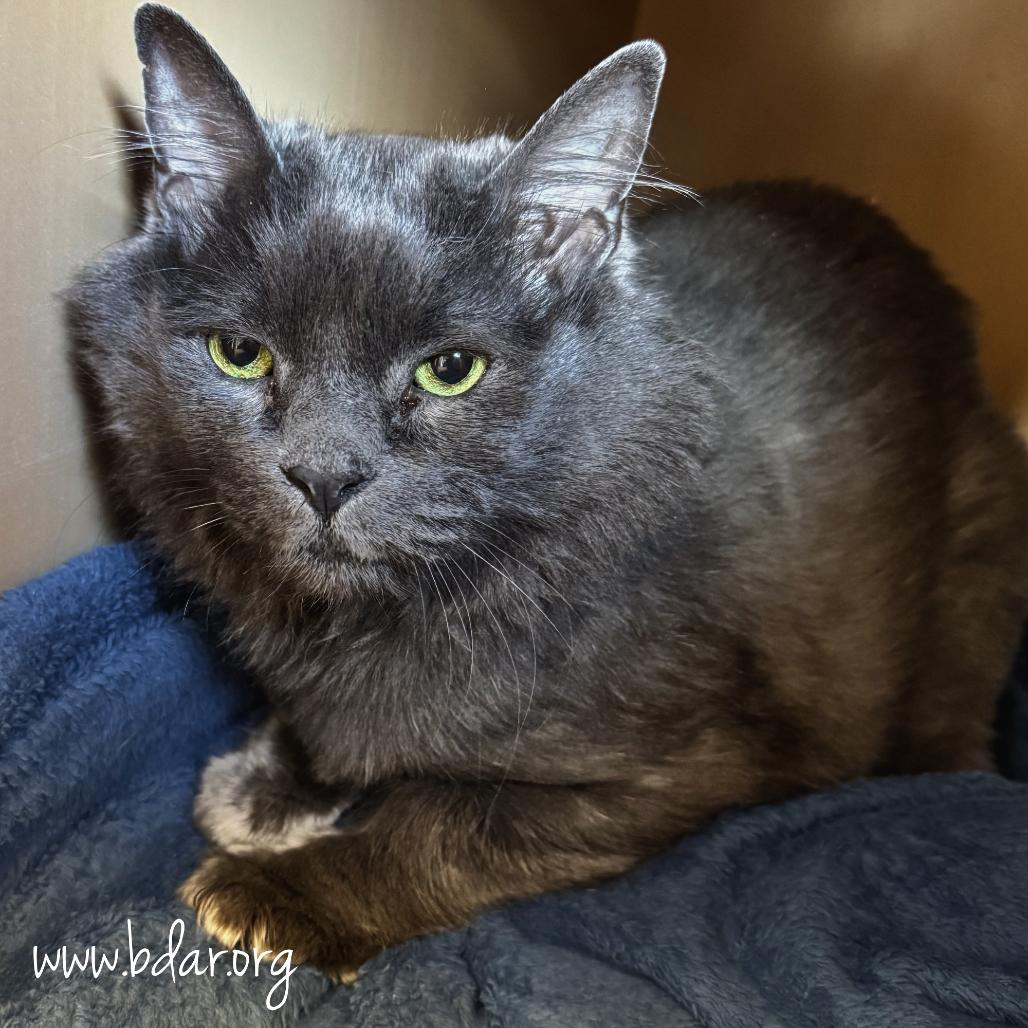 Daisy, a Adoptable Domestic Long Hair in Cheyenne, WY image 2/3