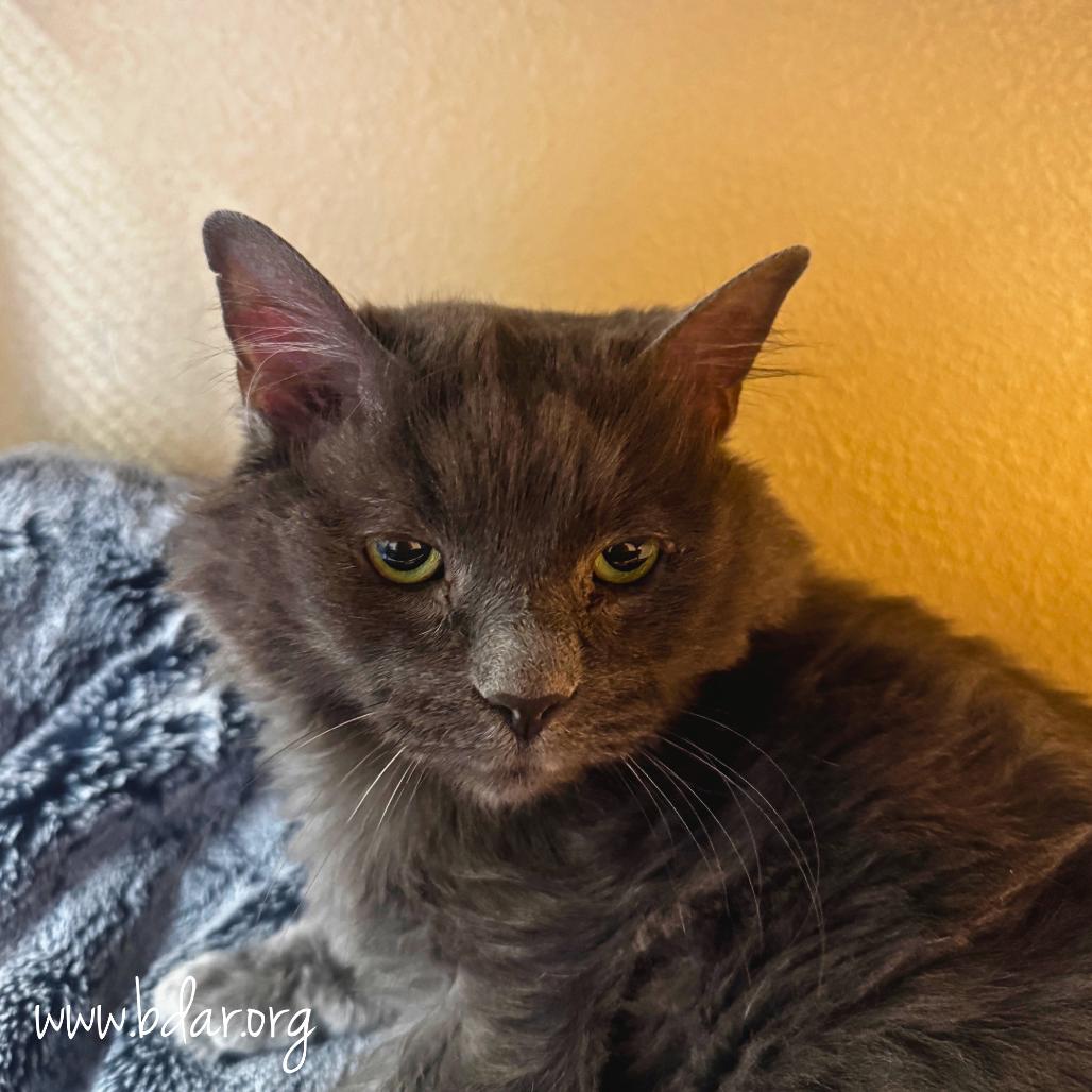 Daisy, a Adoptable Domestic Long Hair in Cheyenne, WY image 3/3
