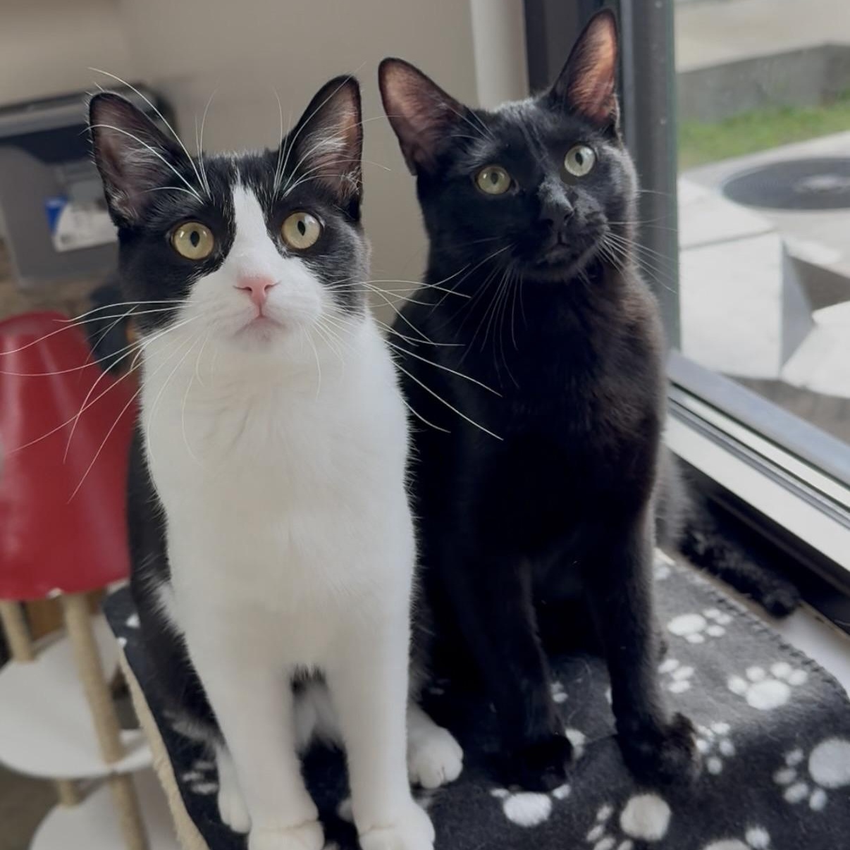 Enlarge Ozzy, an adopted Domestic Short Hair in Collierville, TN image 5/6