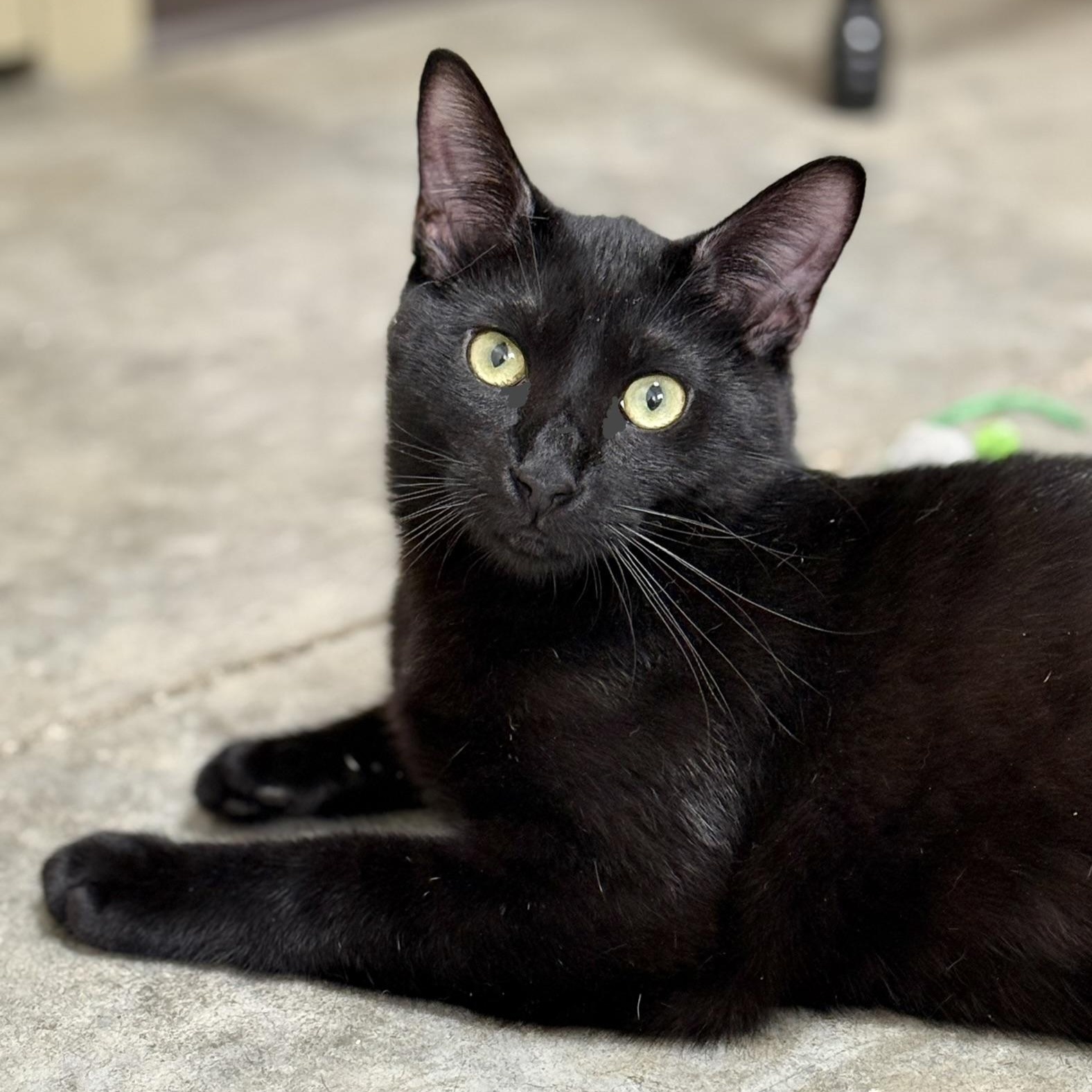 Enlarge Ozzy, an adopted Domestic Short Hair in Collierville, TN image 2/6