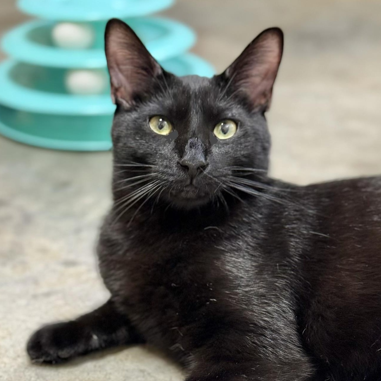 Enlarge Ozzy, an adopted Domestic Short Hair in Collierville, TN image 1/6