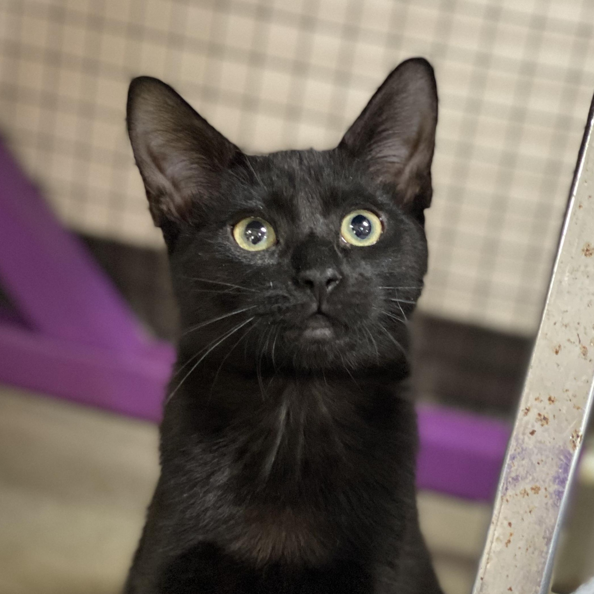 Ozzy, Adoptable, Kitten Male Domestic Short Hair.