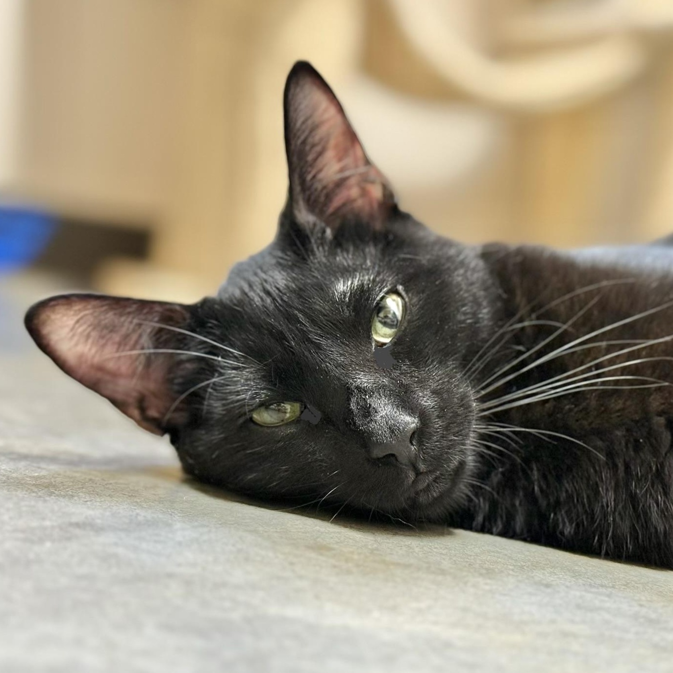 Enlarge Ozzy, an adopted Domestic Short Hair in Collierville, TN image 3/6