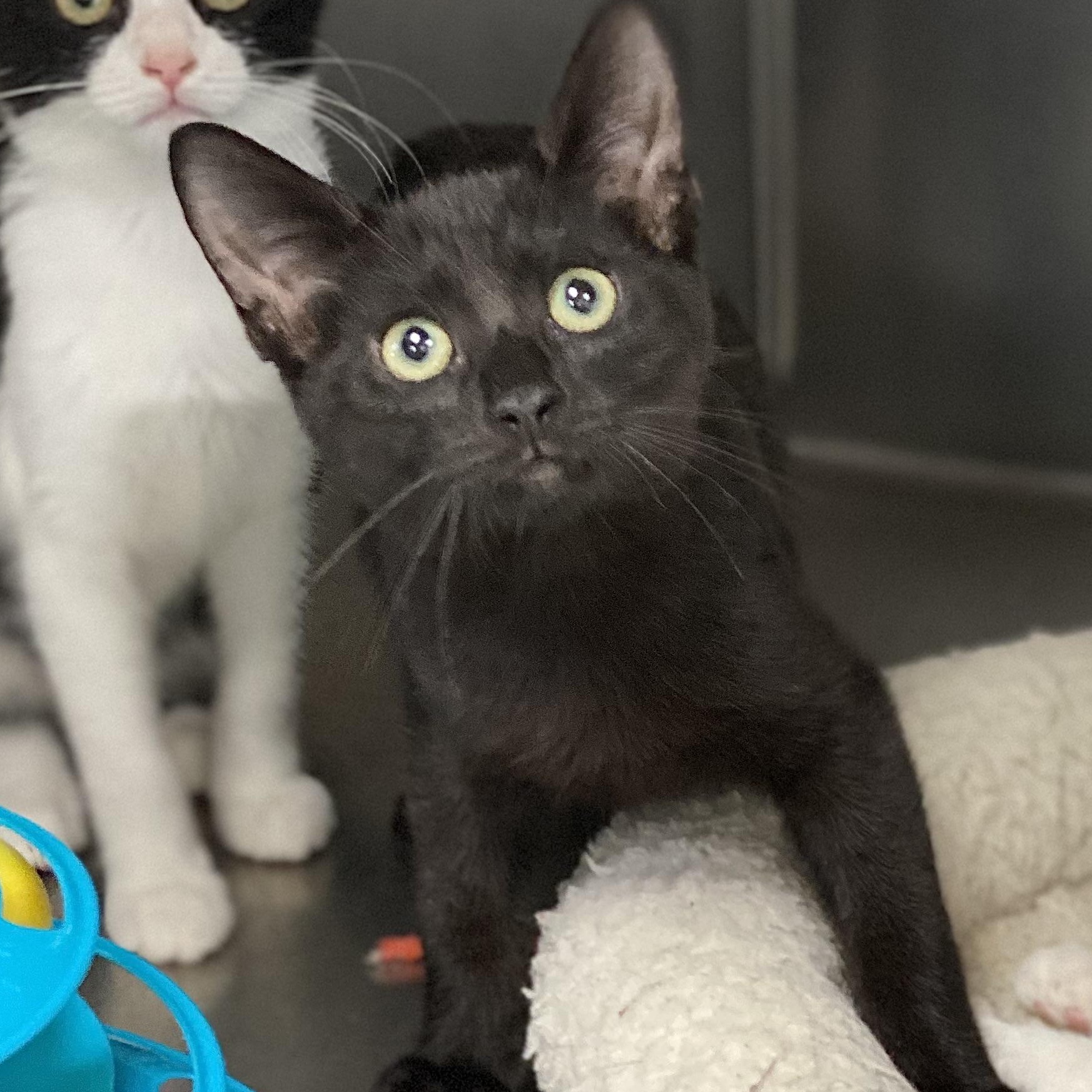 Ozzy, an adopted Domestic Short Hair in Collierville, TN image 2/5