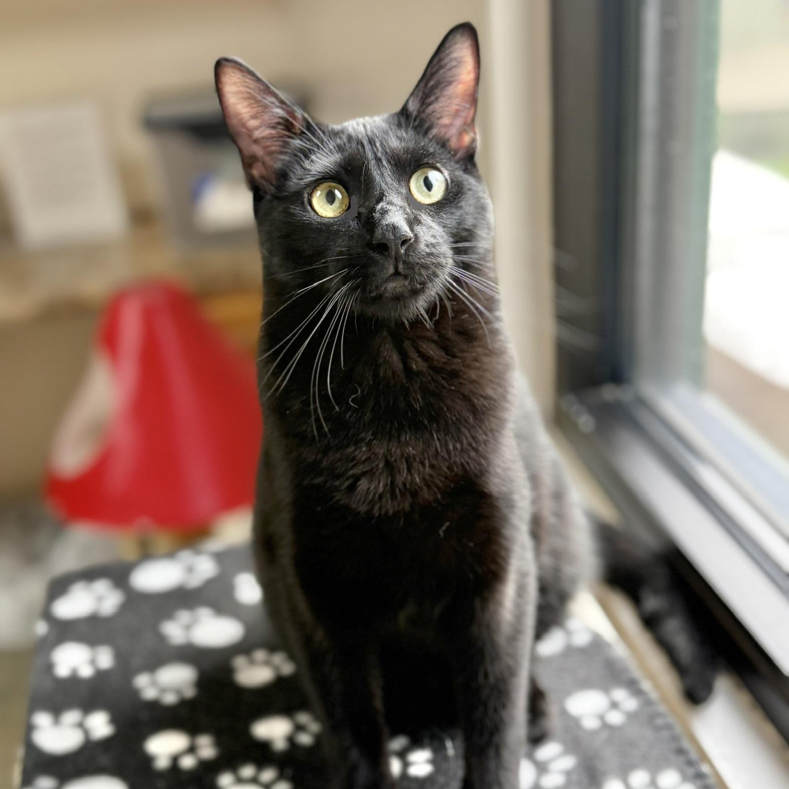 Enlarge Ozzy, an adopted Domestic Short Hair in Collierville, TN image 4/6