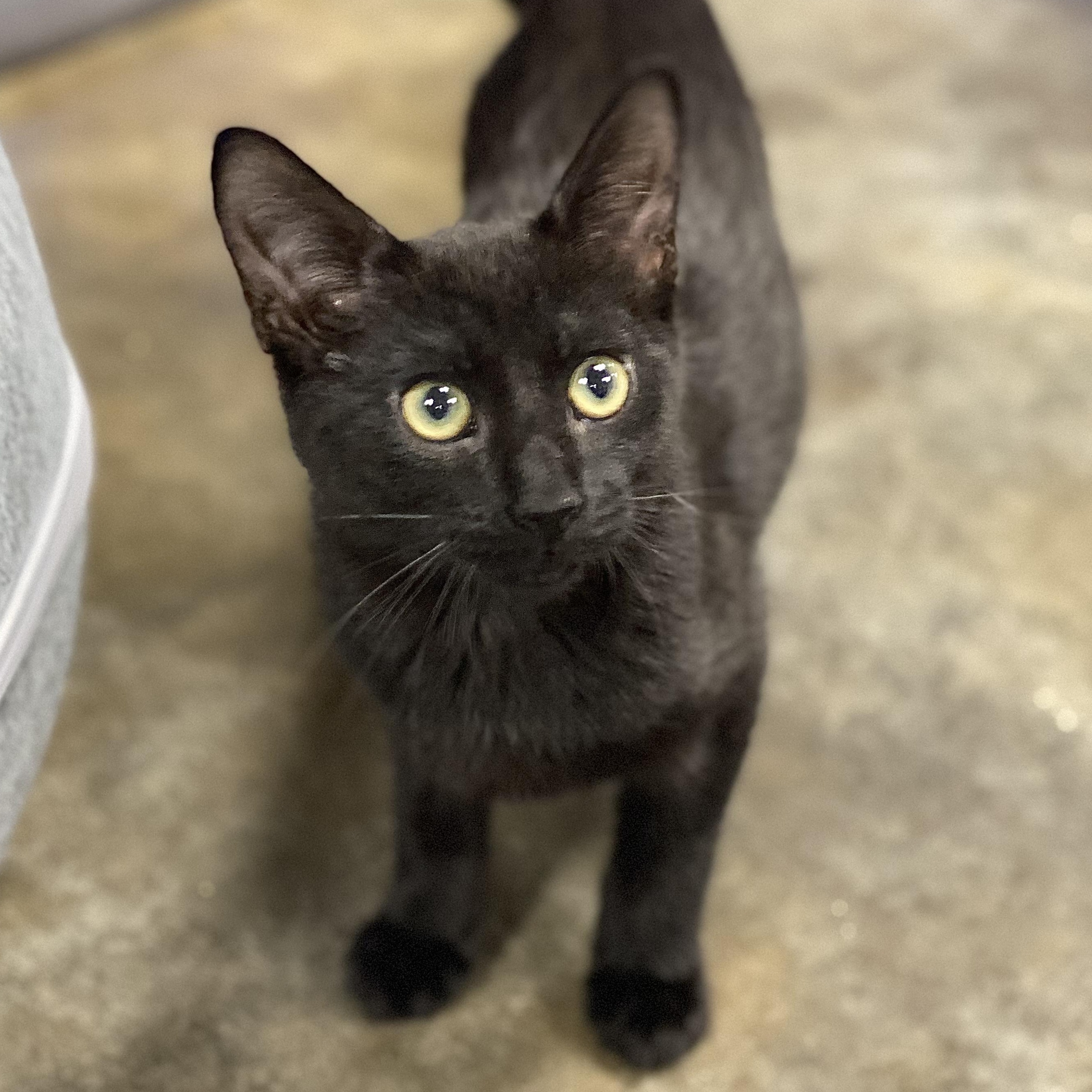 Ozzy, an adopted Domestic Short Hair in Collierville, TN image 3/5