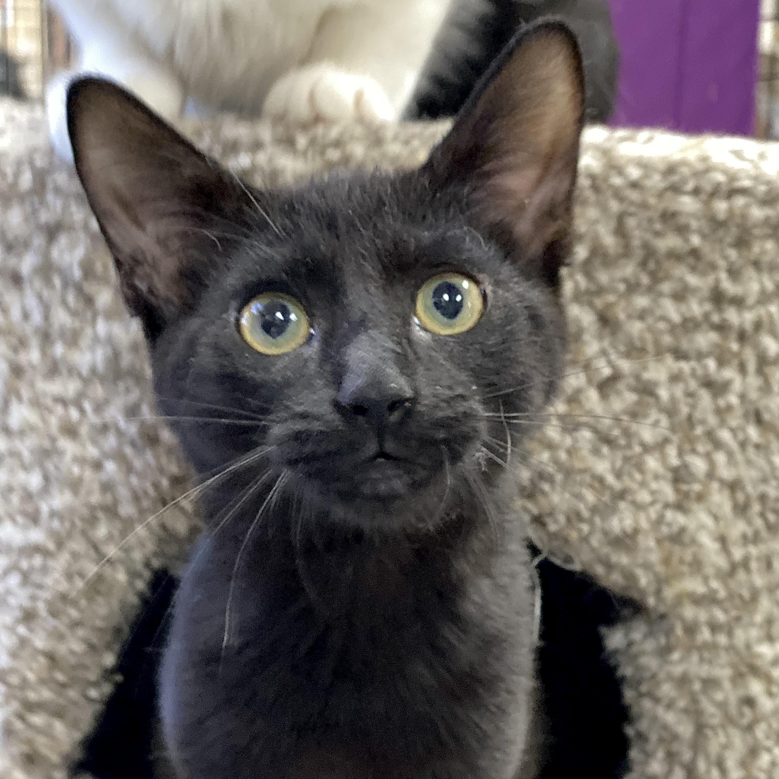 Ozzy, an adopted Domestic Short Hair in Collierville, TN image 5/5