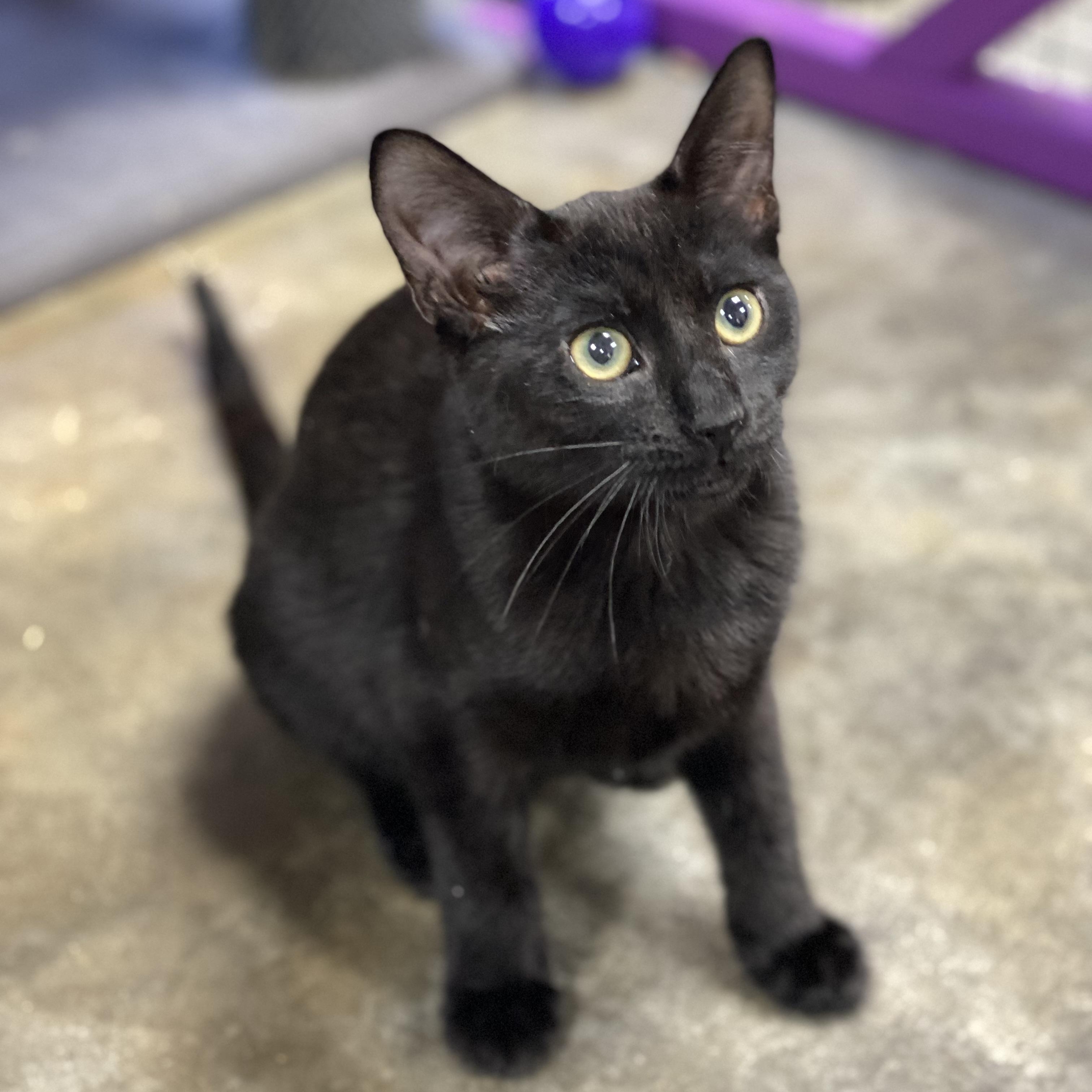 Ozzy, an adopted Domestic Short Hair in Collierville, TN image 4/5