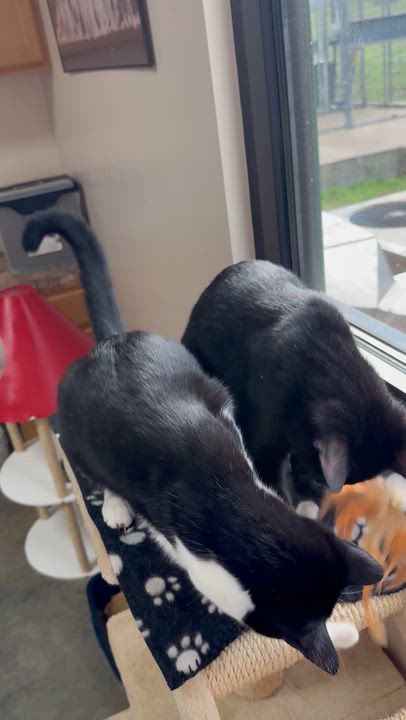 Enlarge Ozzy, an adopted Domestic Short Hair in Collierville, TN video 6/6