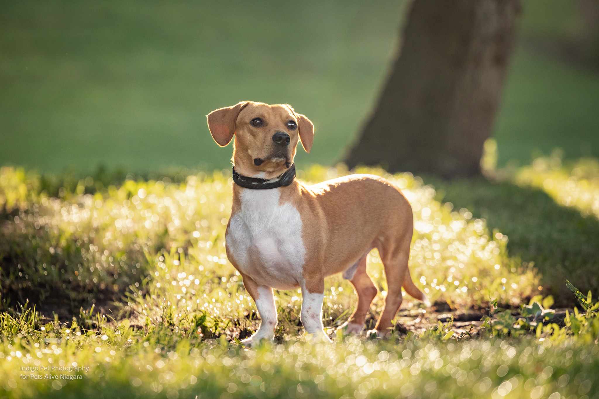 Forest, Adopted, Young Male Basset Hound & Terrier.