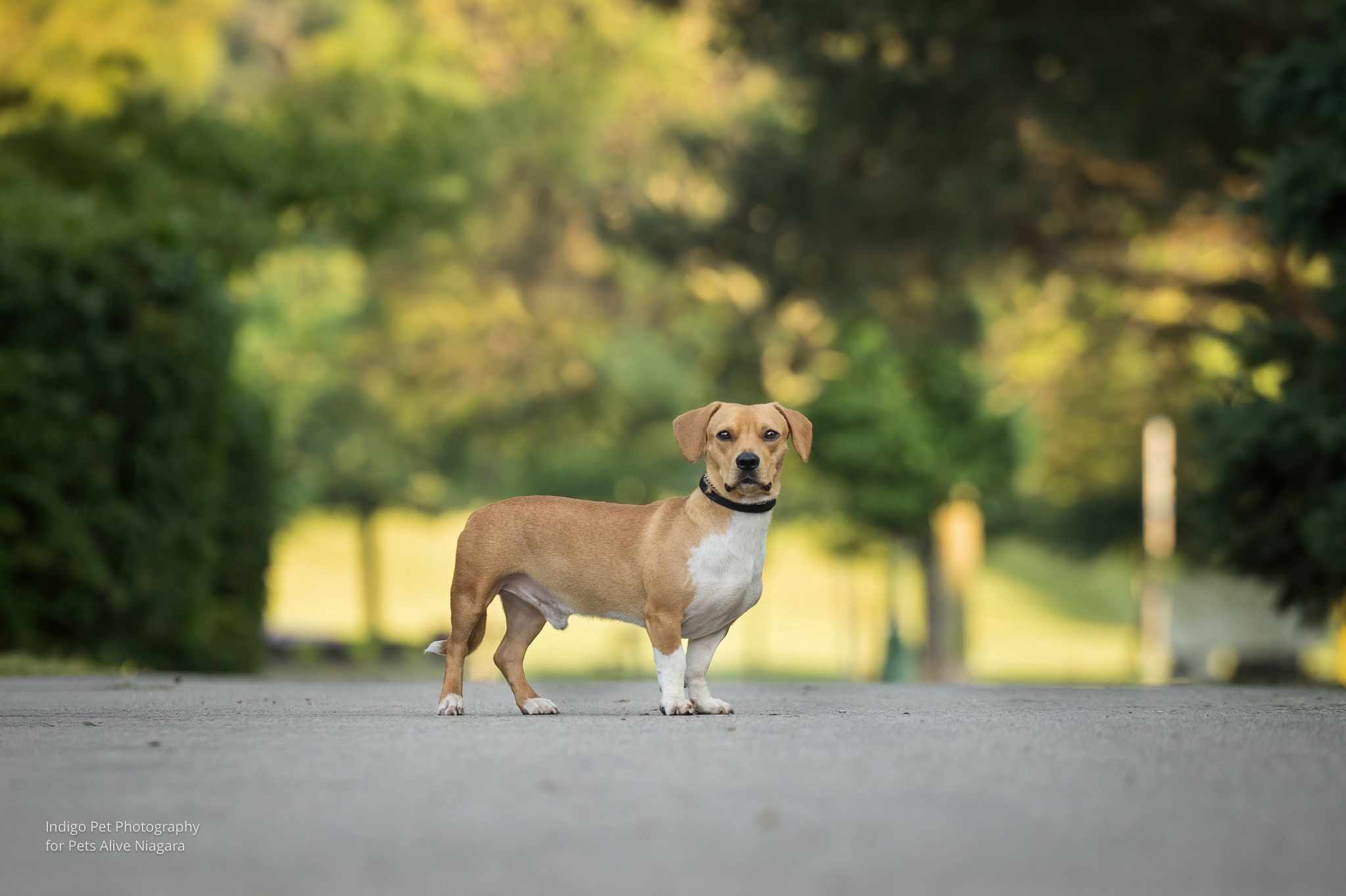 Enlarge Forest, a Adopted mixed breed in St. Catharines, ON image 3/6