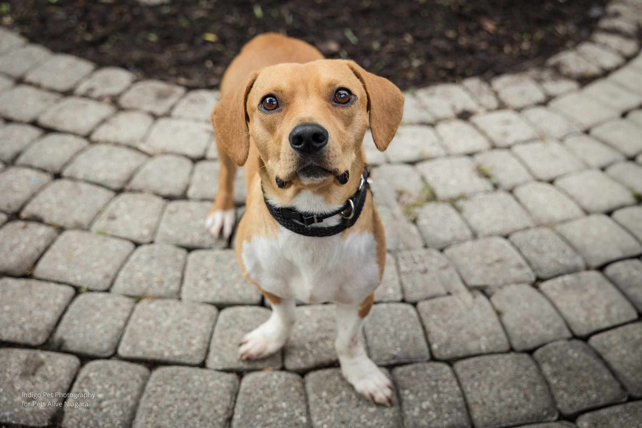 Enlarge Forest, a Adopted mixed breed in St. Catharines, ON image 1/6