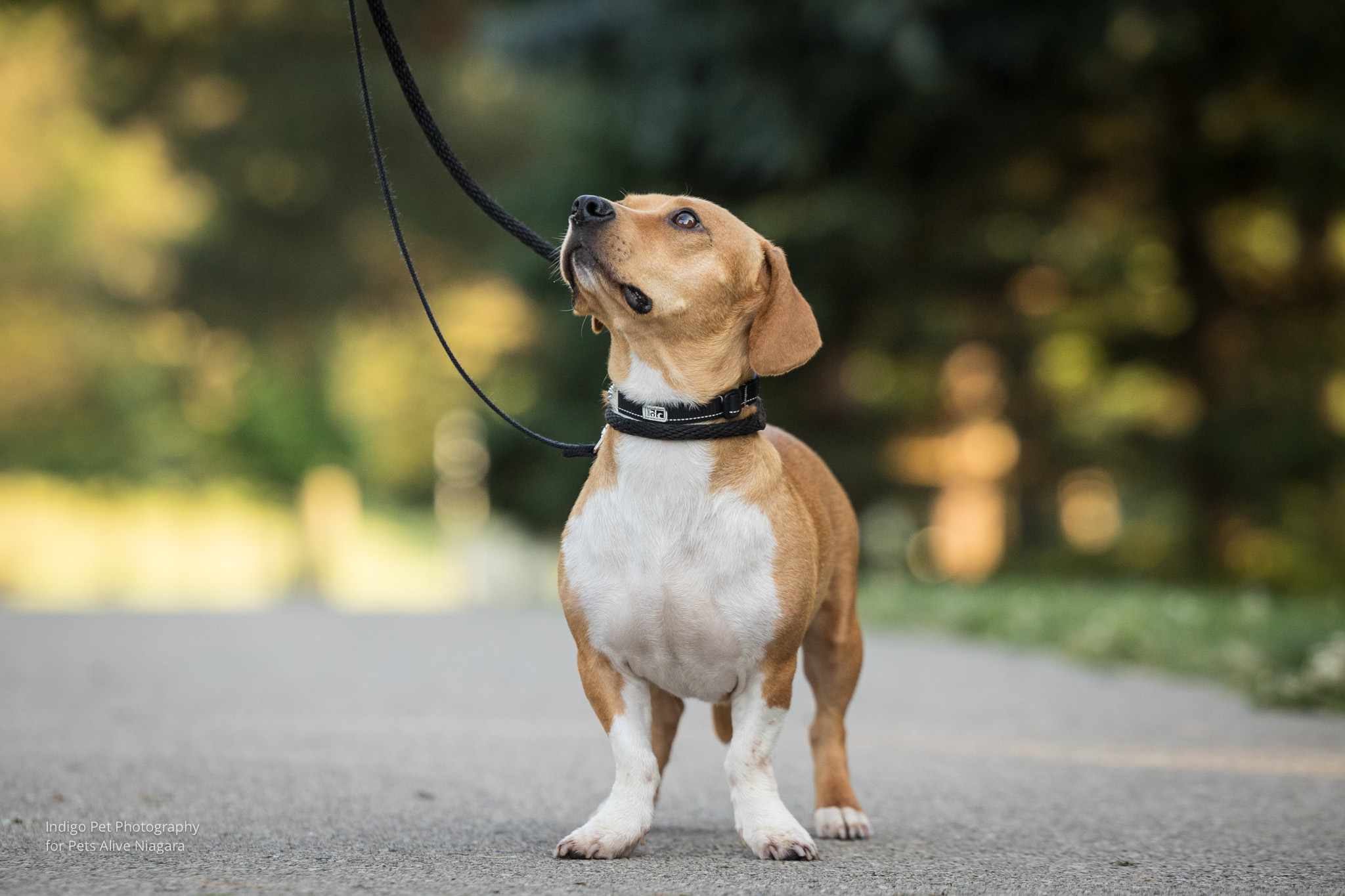 Enlarge Forest, a Adopted mixed breed in St. Catharines, ON image 6/6