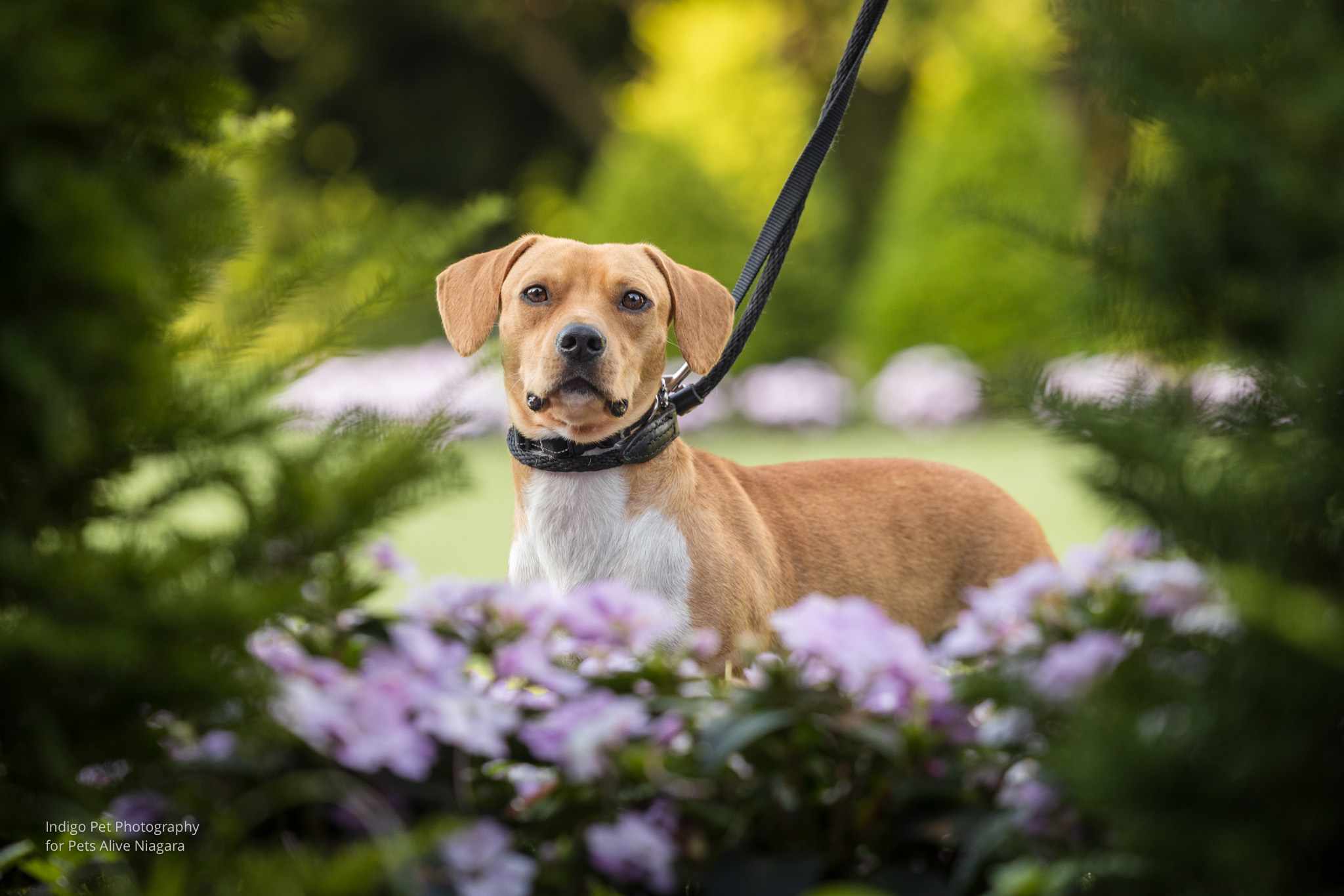 Enlarge Forest, a Adopted mixed breed in St. Catharines, ON image 5/6
