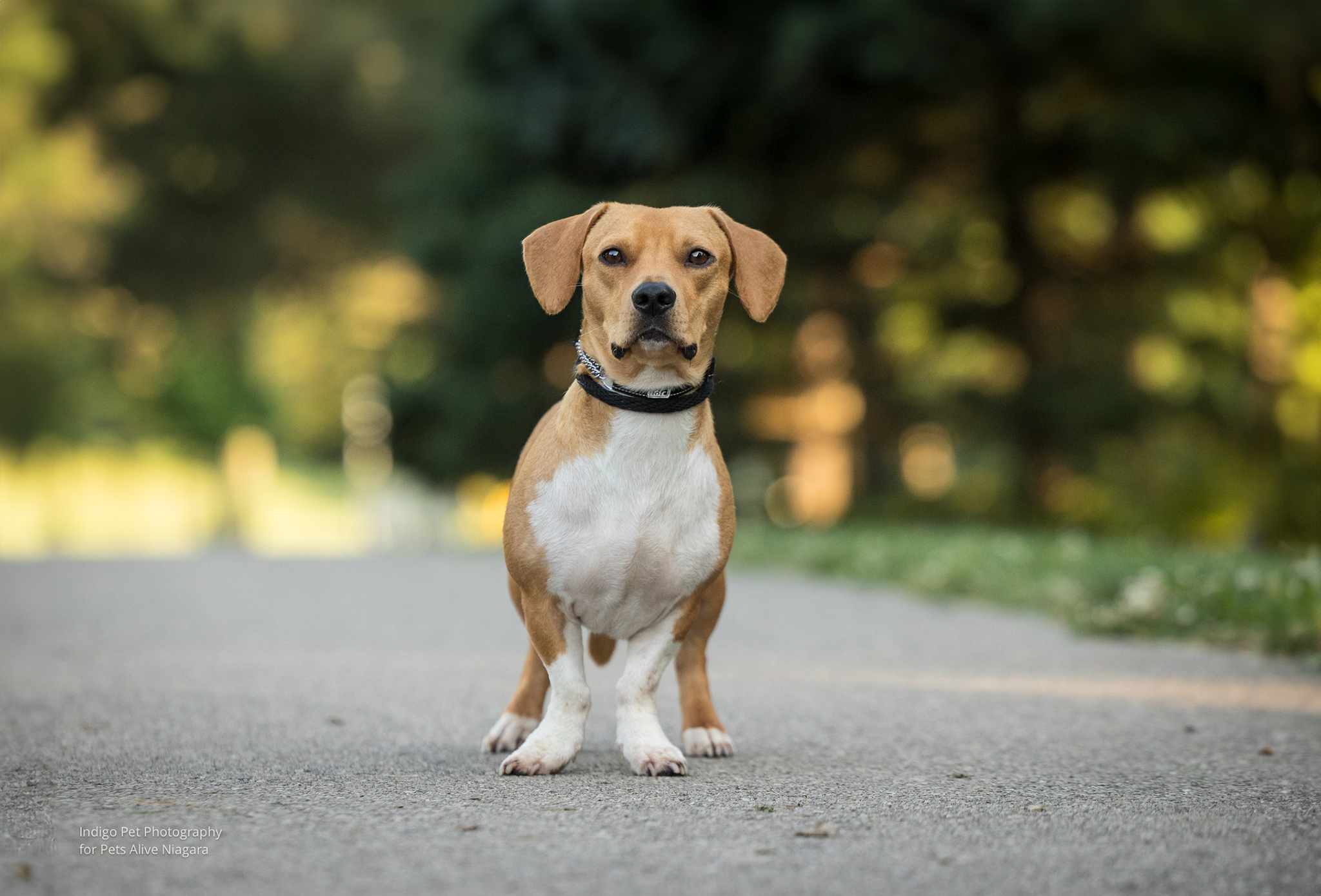 Enlarge Forest, a Adopted mixed breed in St. Catharines, ON image 2/6