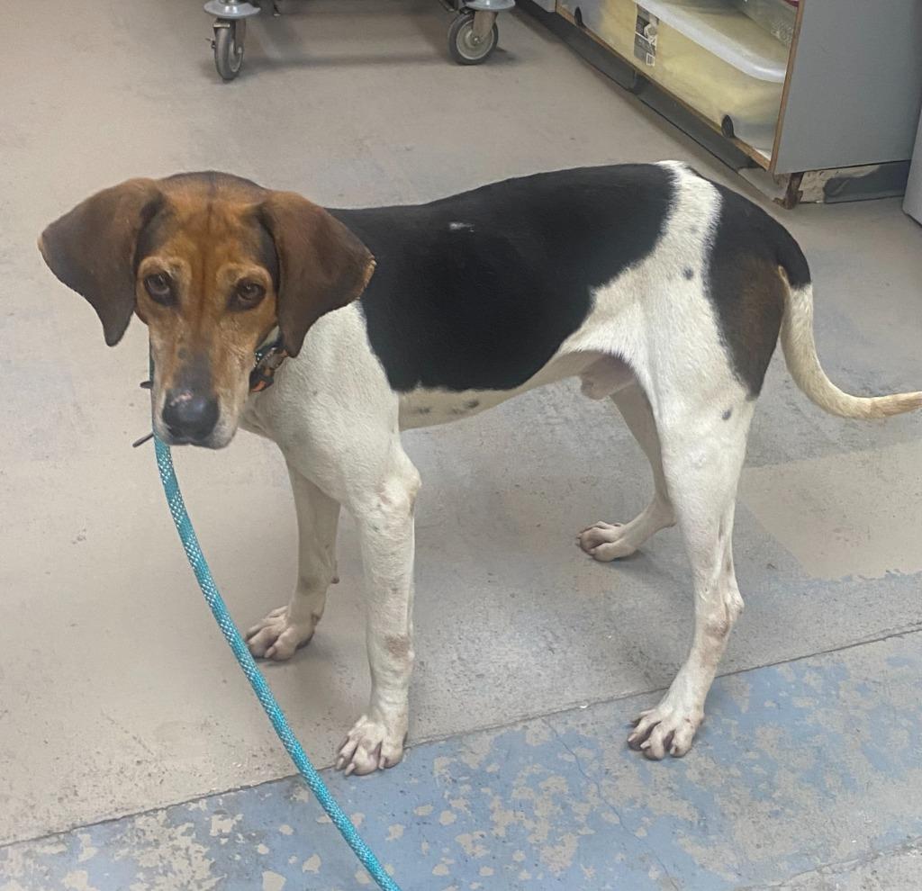 Enlarge Walker, a Adoptable mixed breed in Bryant, AR image 1/3