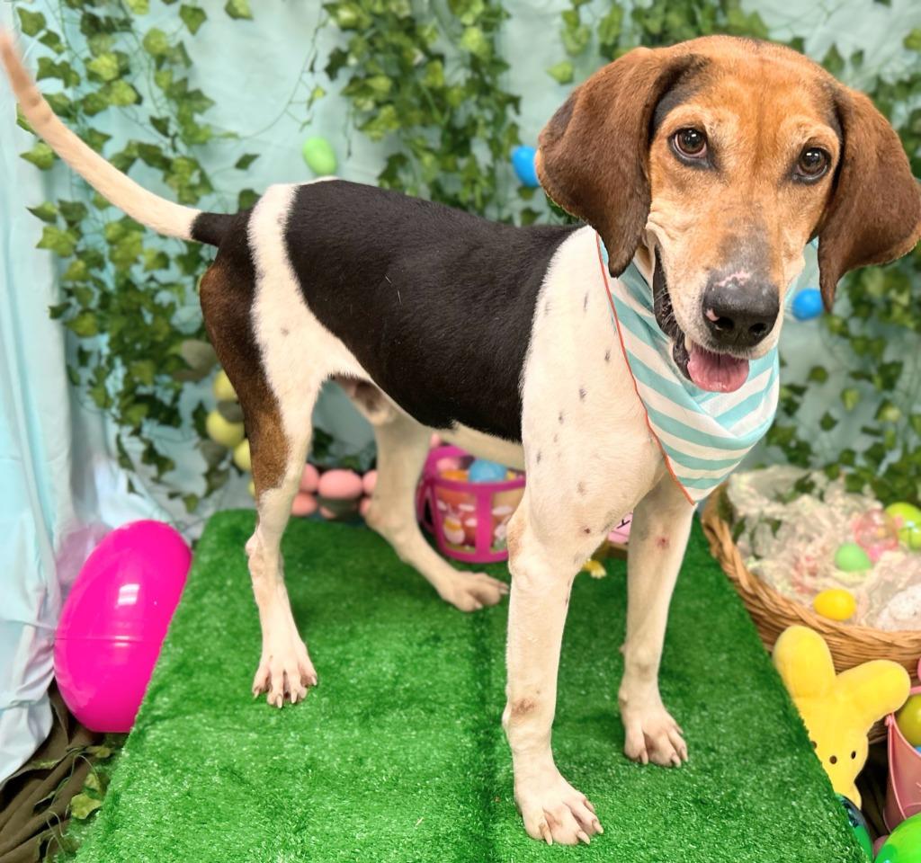 Enlarge Walker, a Adoptable mixed breed in Bryant, AR image 3/5