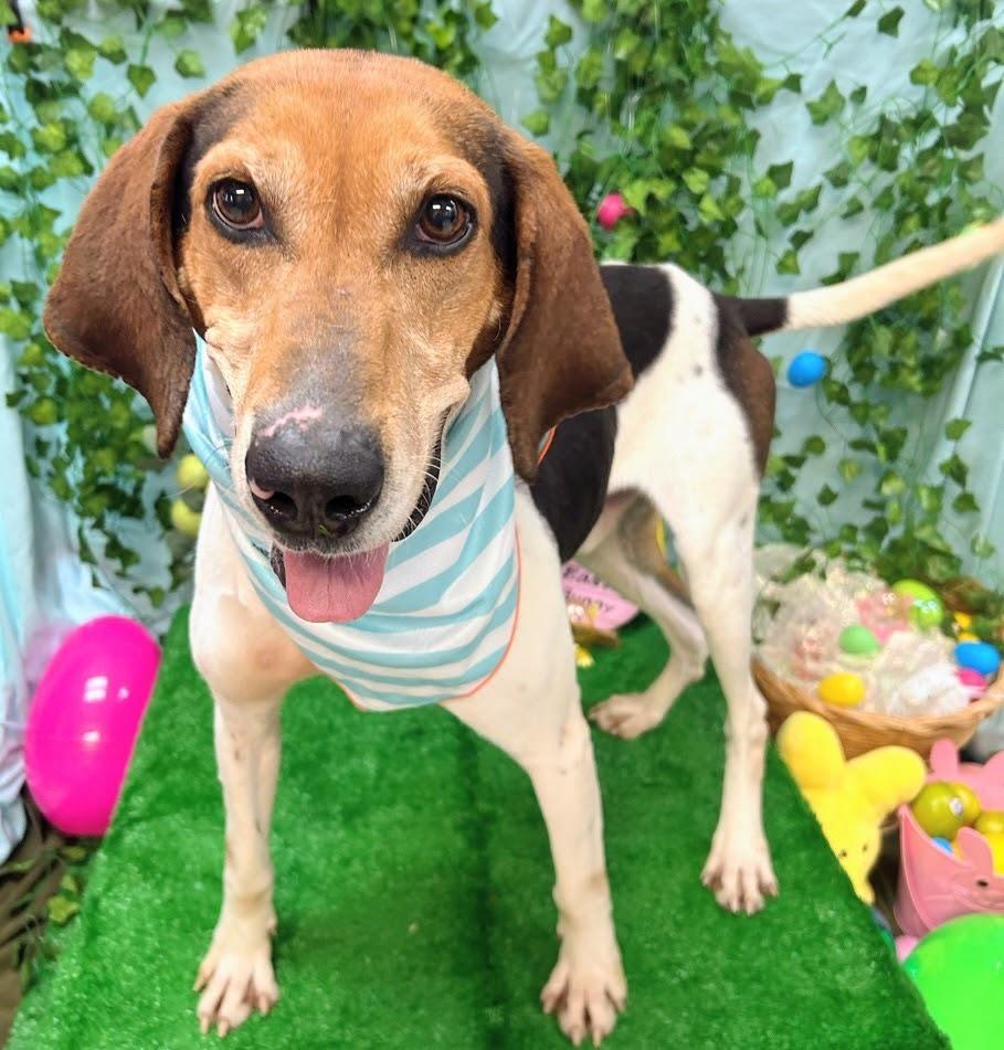 Enlarge Walker, a Adoptable mixed breed in Bryant, AR image 4/5